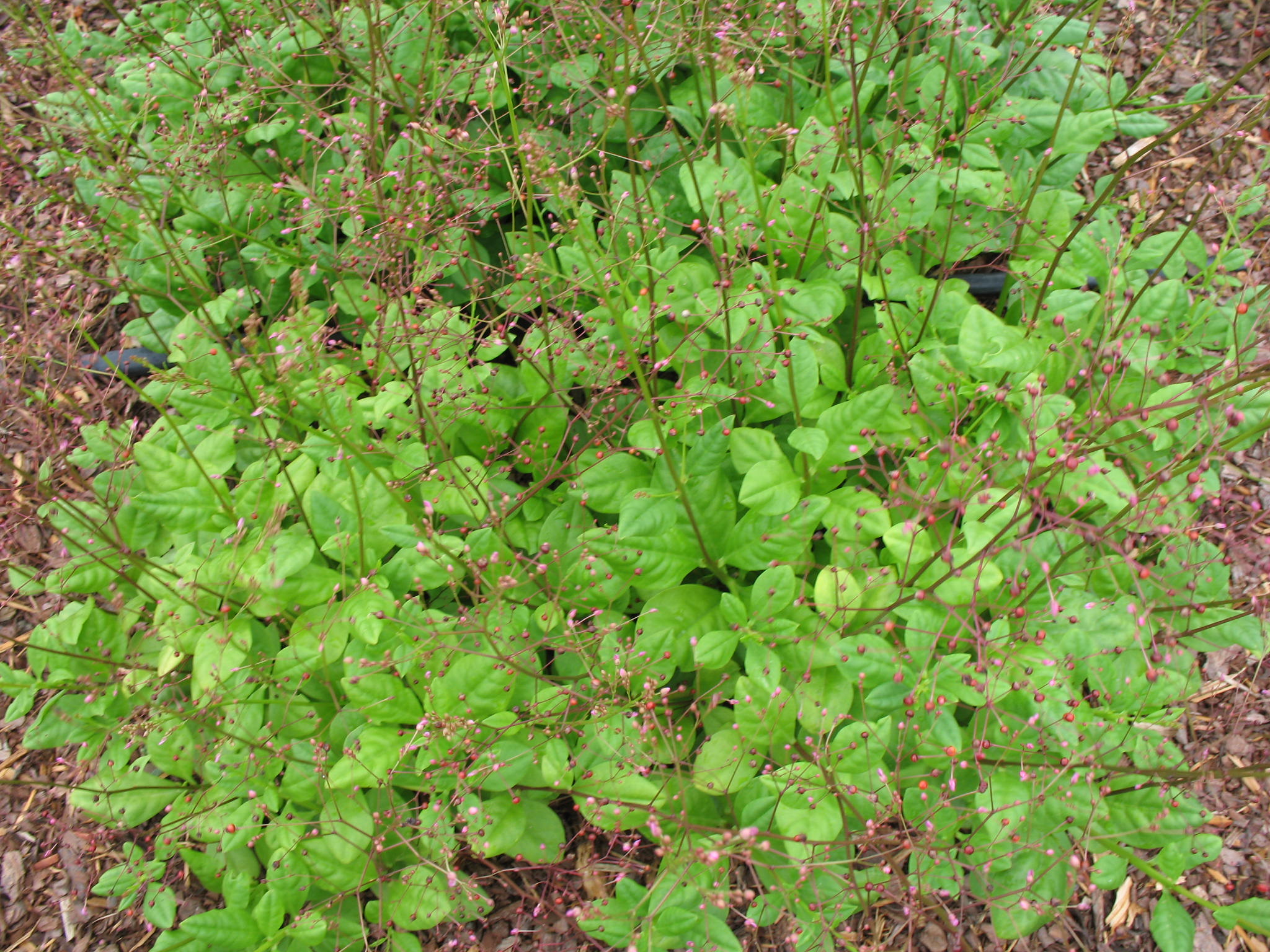 Talinum paniculata  / Jewels of Opar