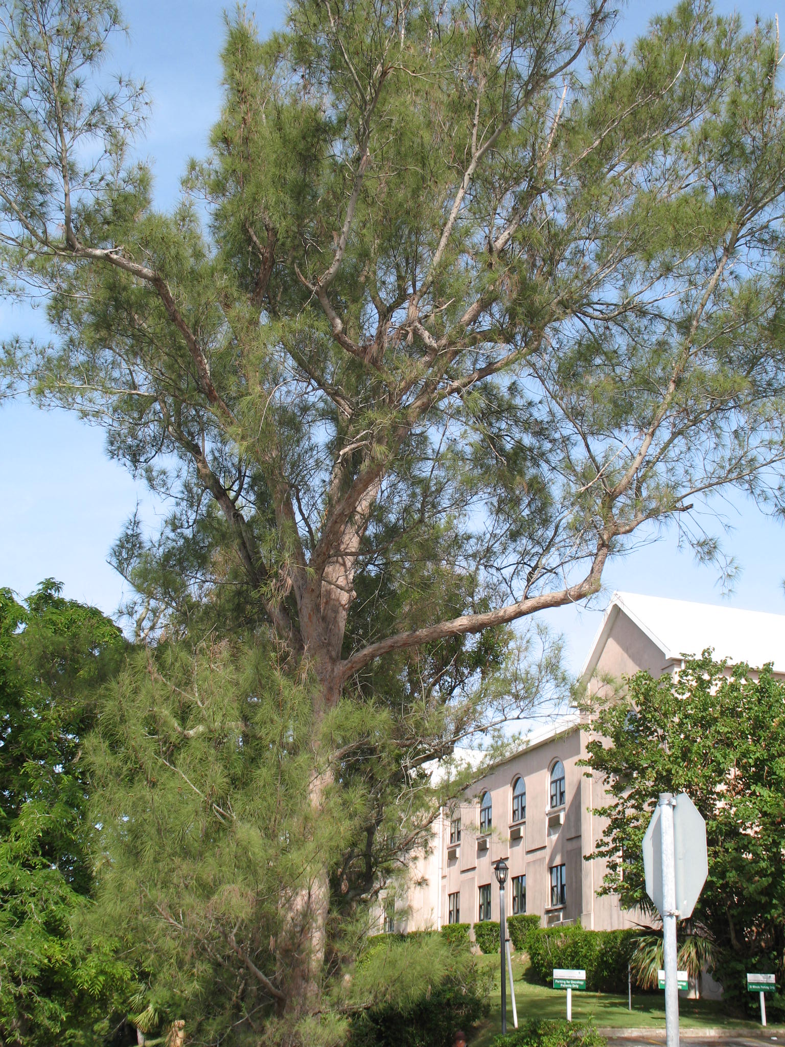 Tamarix gallica / French tamarisk