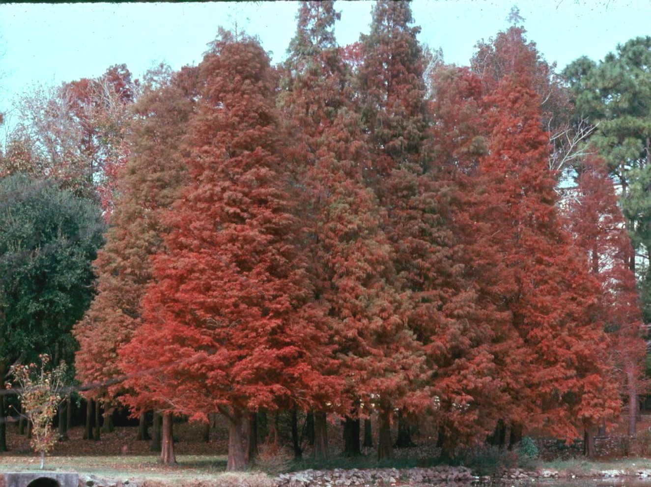 Taxodium distichum  / Bald Cypress