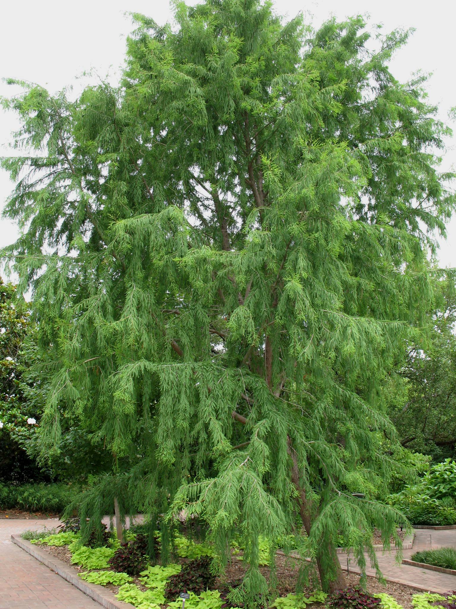 Taxodium mucronatum  / Taxodium mucronatum 