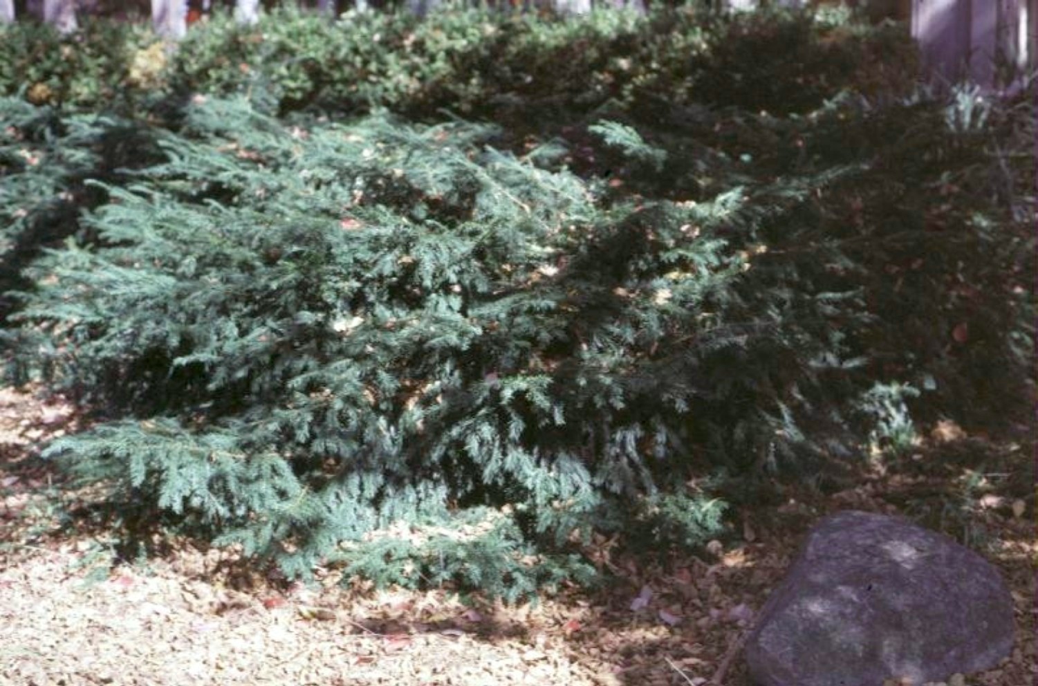 Taxus baccata 'Repandens'  / Taxus baccata 'Repandens' 