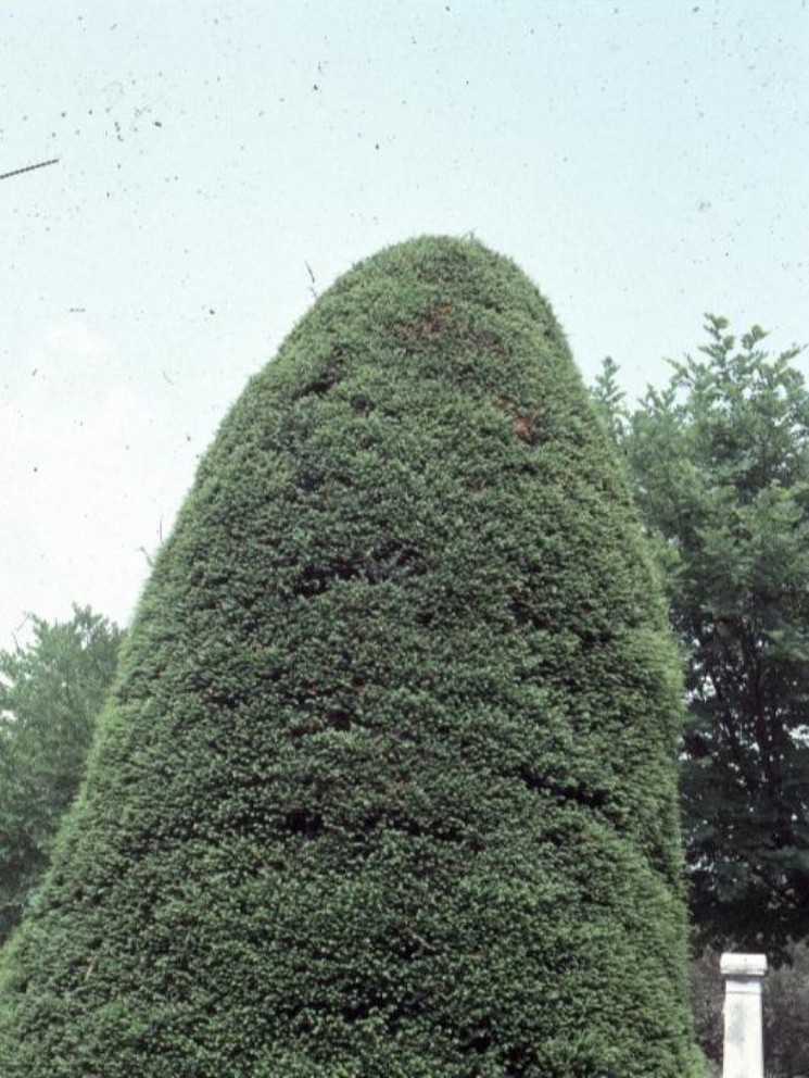 Taxus cuspidata 'Capitata' / Pyramidal Japanese Yew