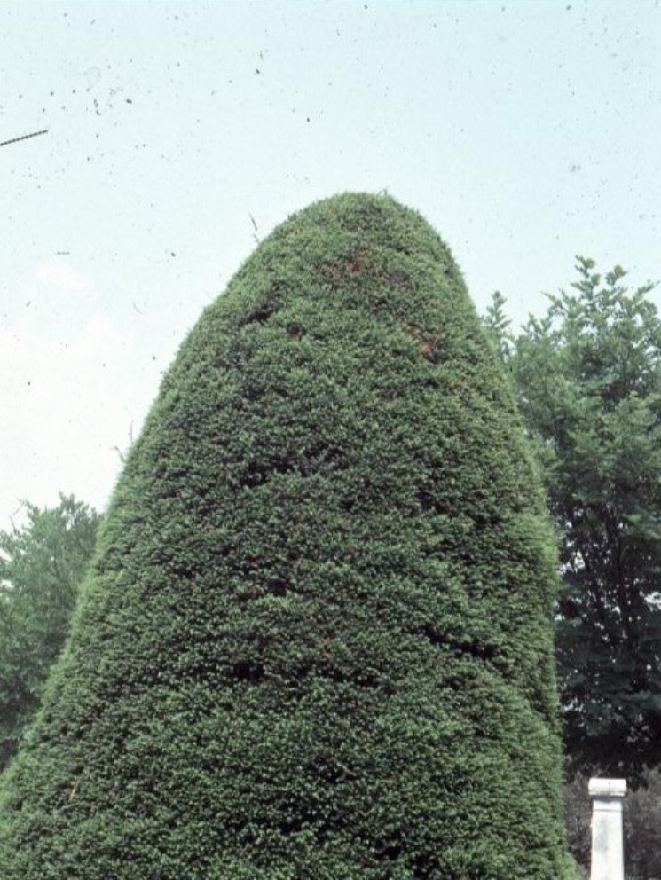 Taxus cuspidata 'Capitata' / Taxus cuspidata 'Capitata'