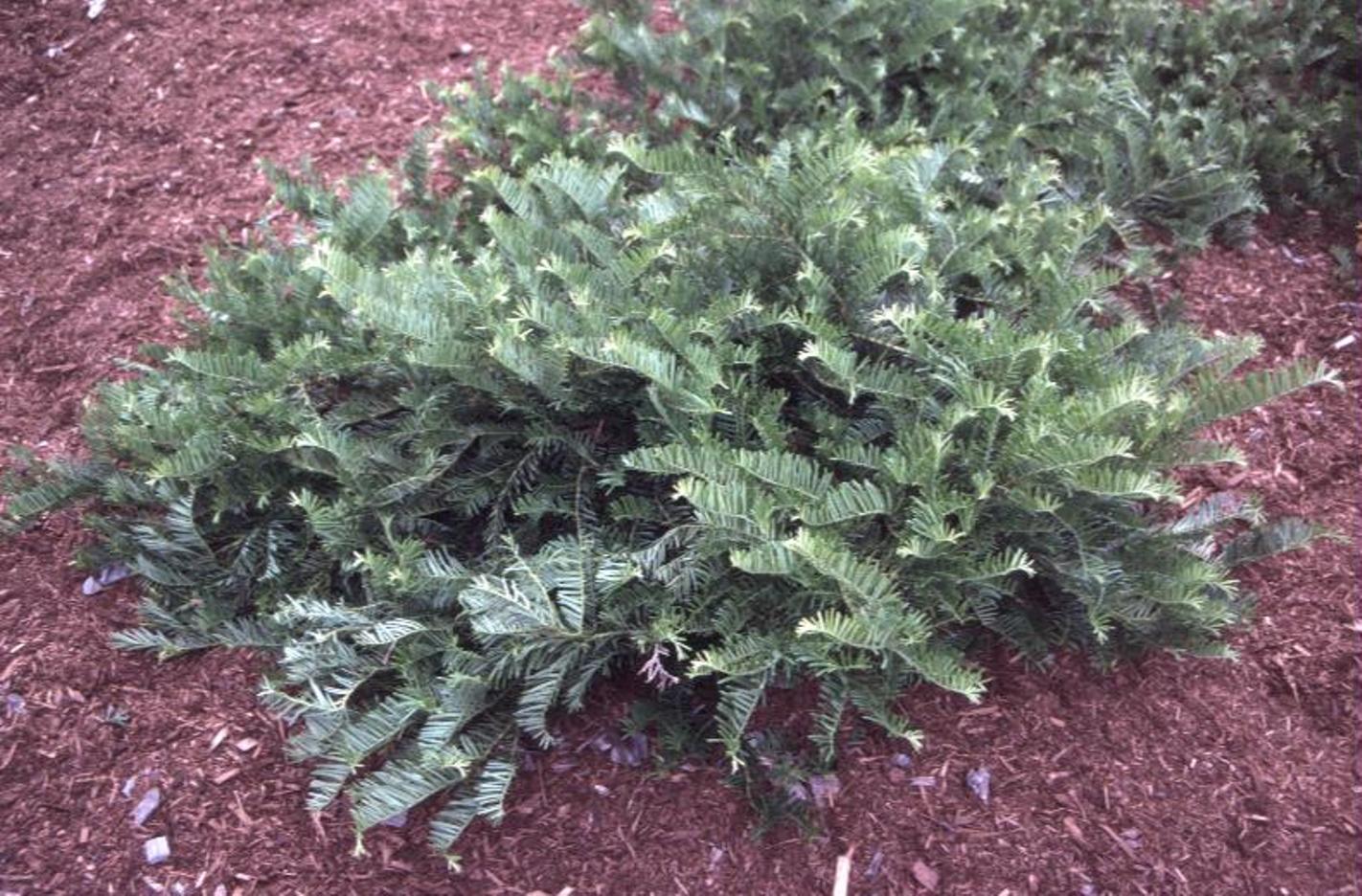 Taxus cuspidata 'Densa'  / Taxus cuspidata 'Densa' 