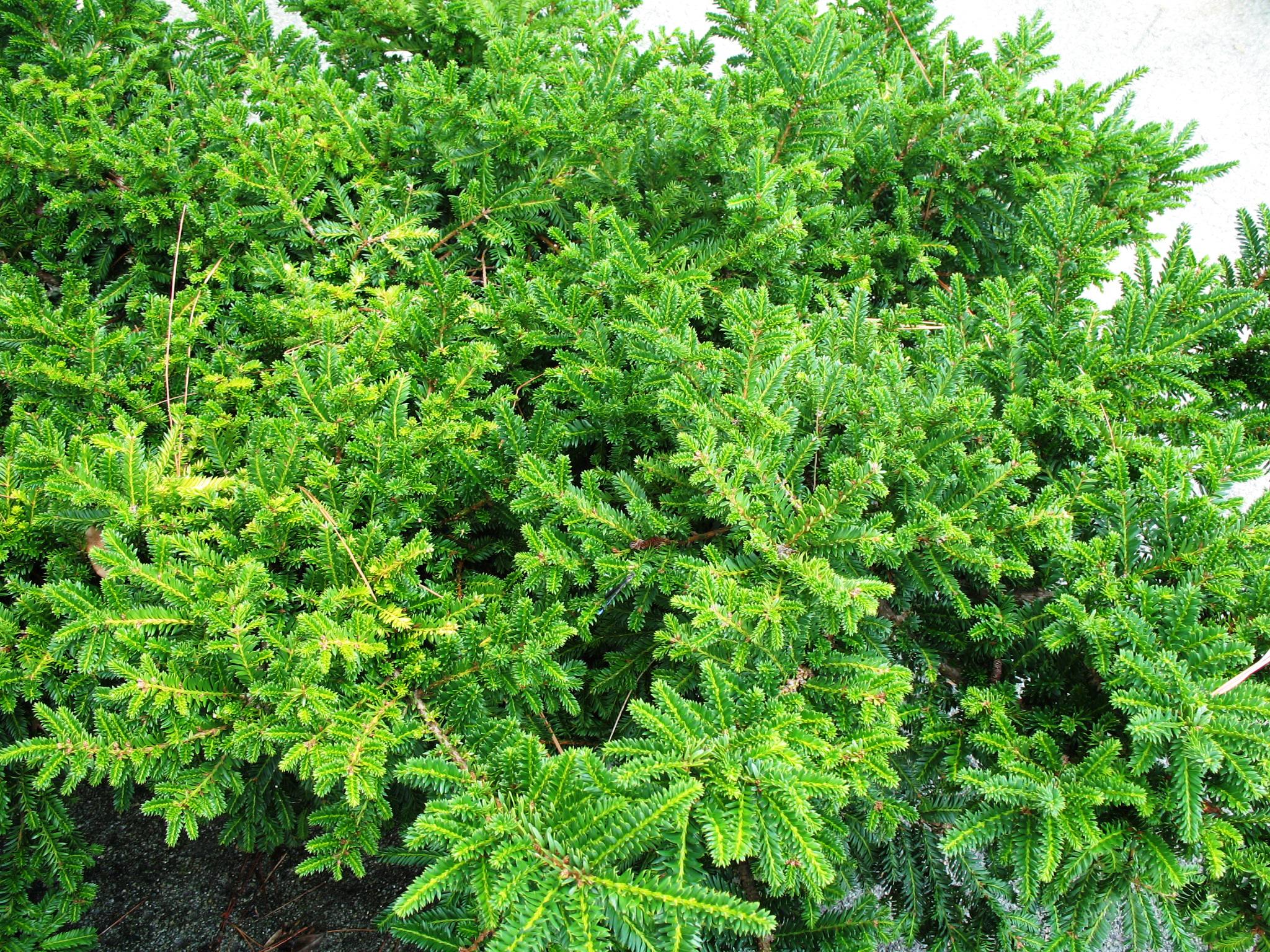 Taxus cuspidata 'Monloo'  / Monloo Spreading Yew