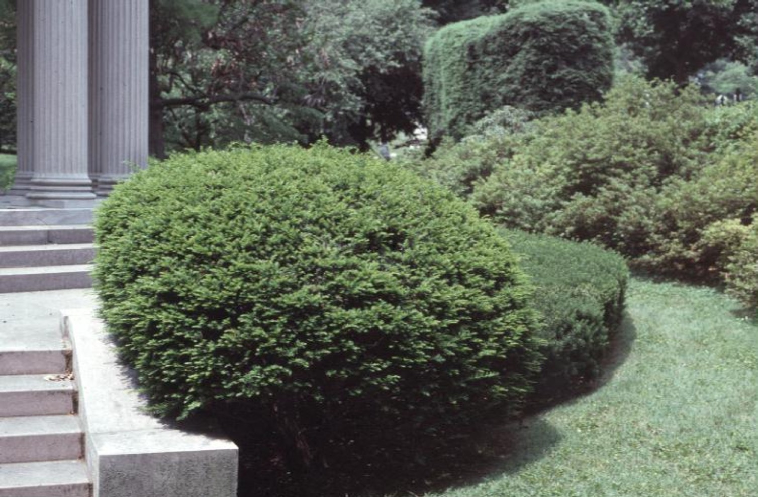 Taxus cuspidata / Japanese Yew