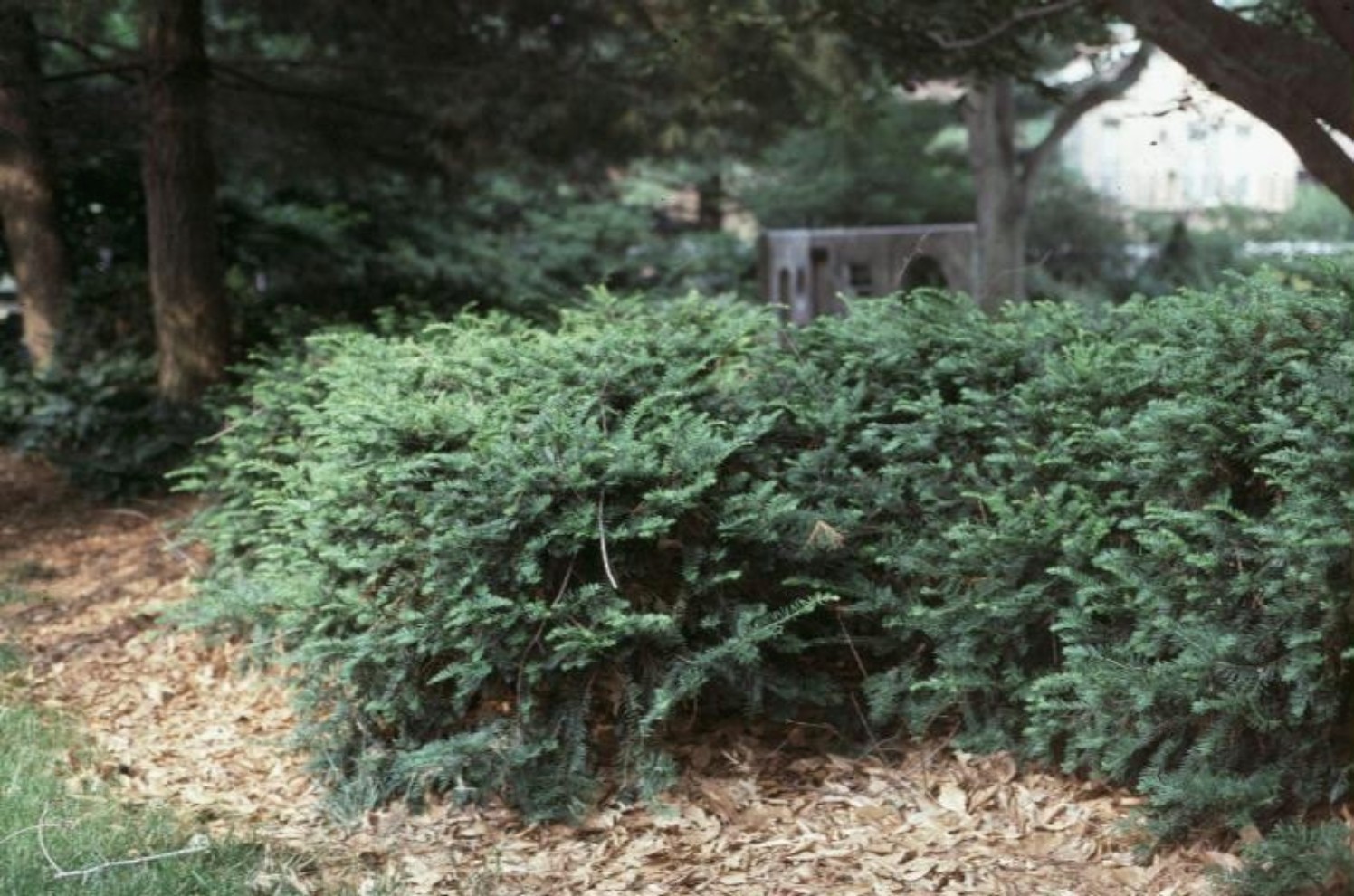 Taxus x media 'Densiformis'  / Spreading Yew