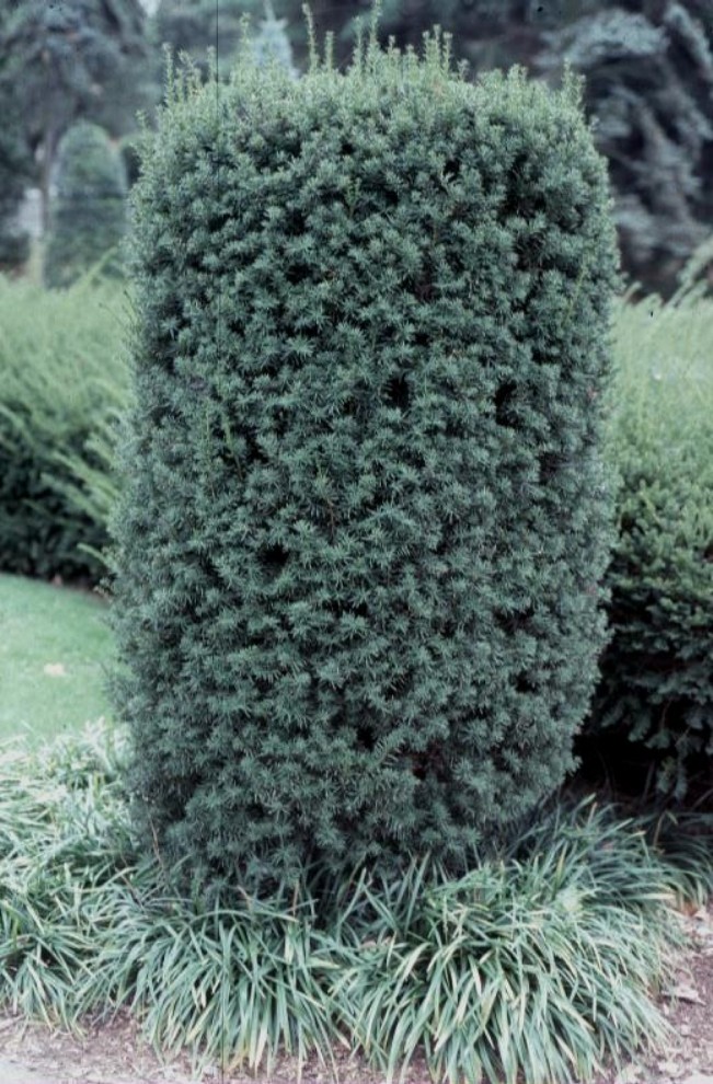 Taxus x media 'Hatfieldii'  / Taxus x media 'Hatfieldii' 