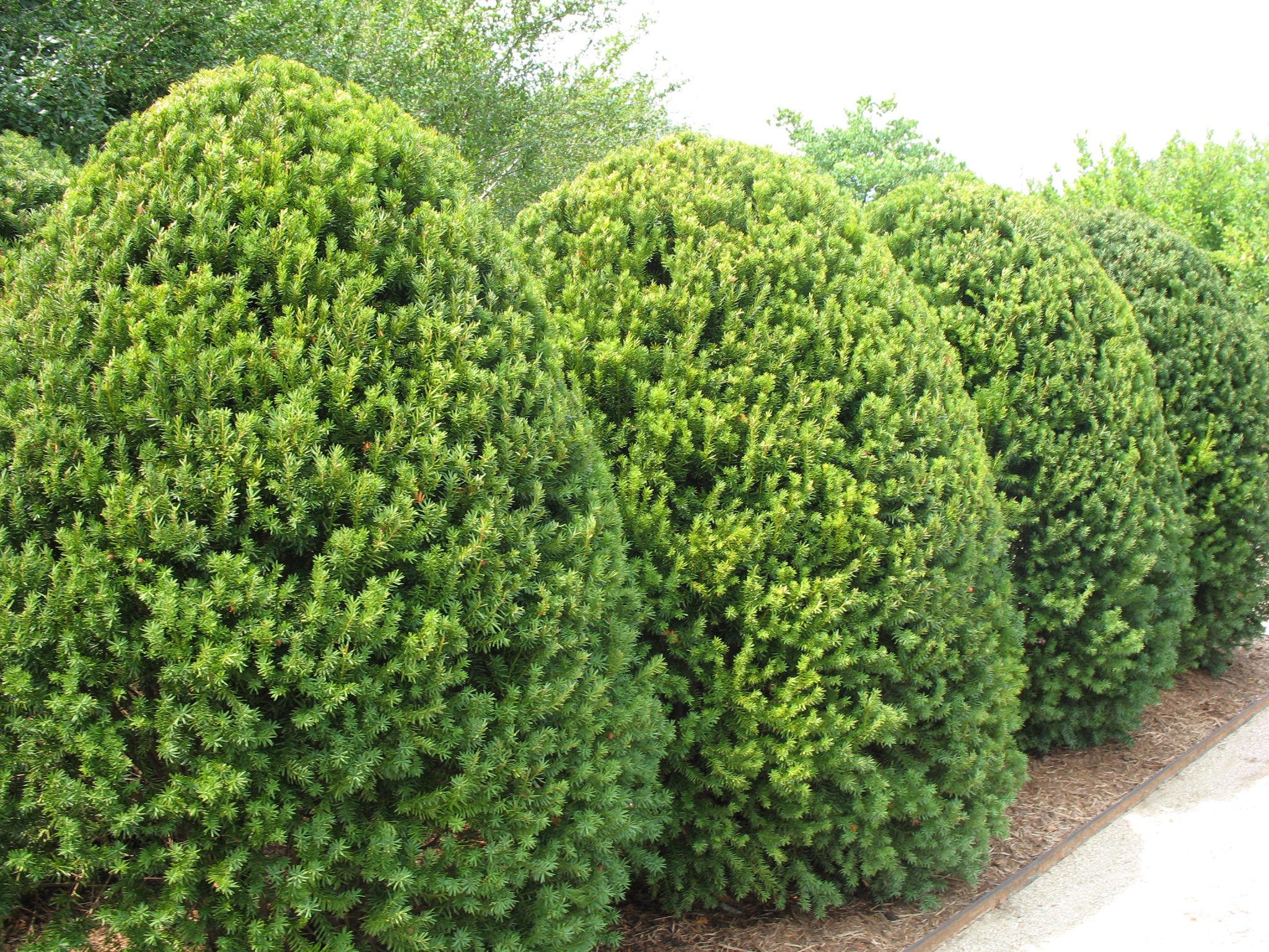 Taxus x media 'Hicksii'  / Hicks Yew