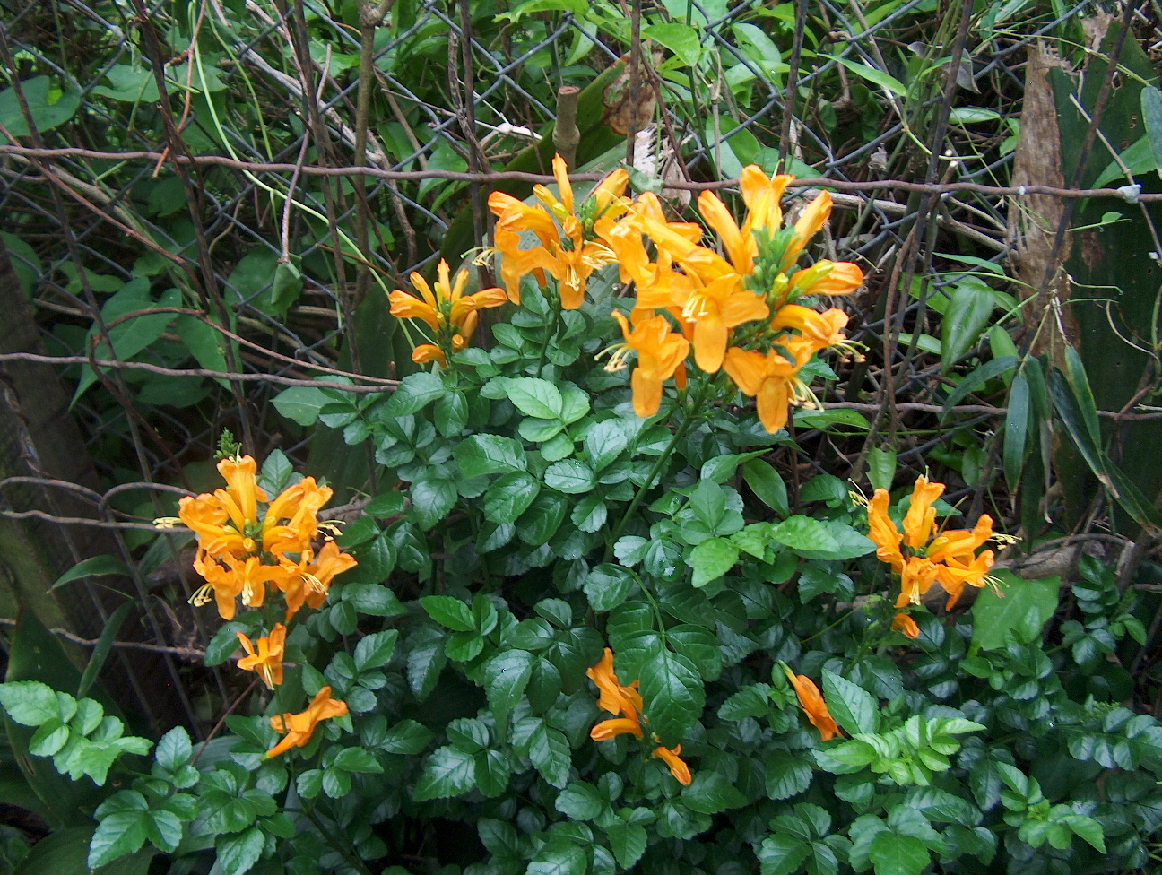 Tecomaria capensis 'Aurea'  / Golden Yellow Cape Honeysuckle