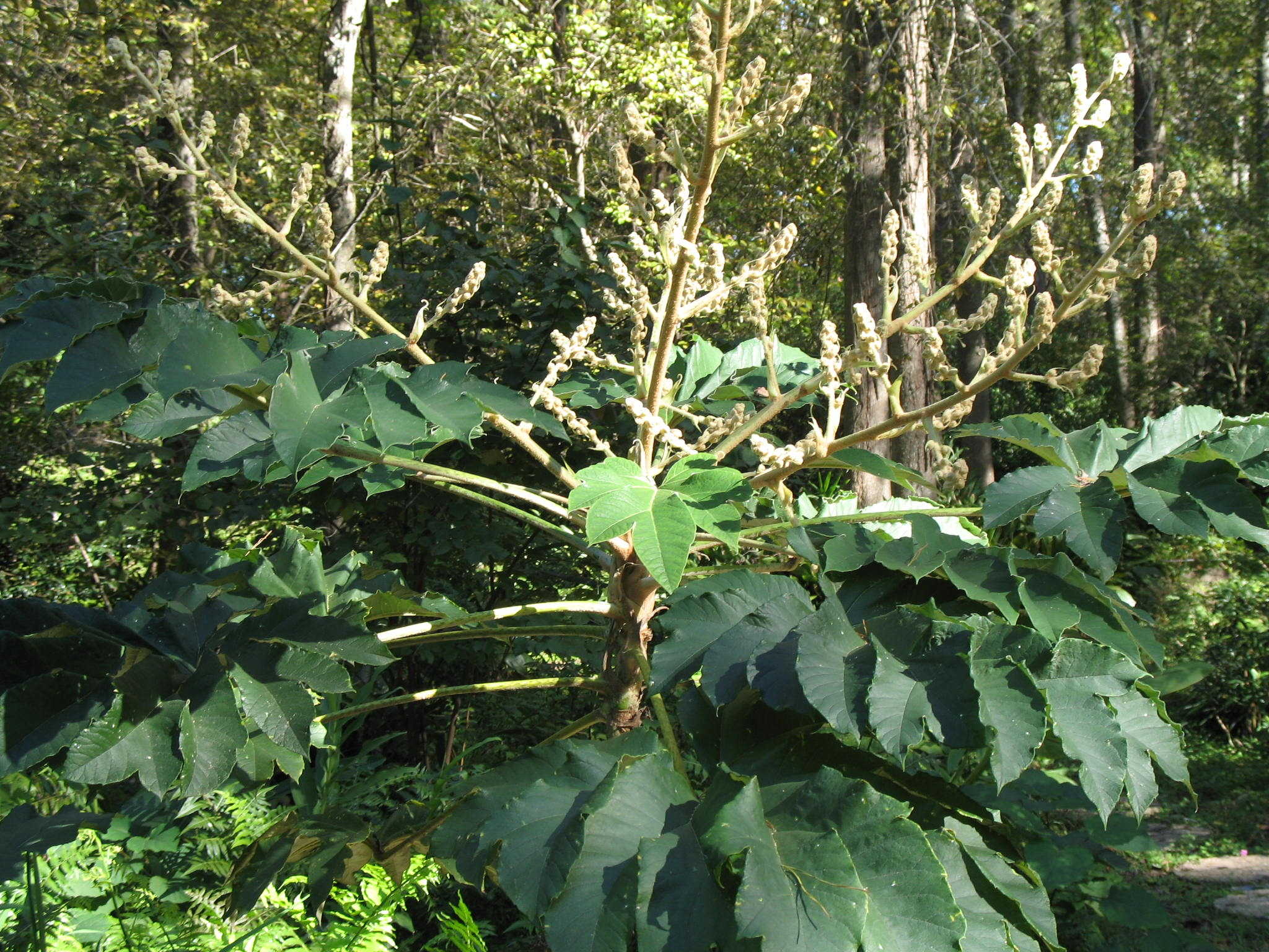 Tetrapanax papyriferus / Tetrapanax papyriferus