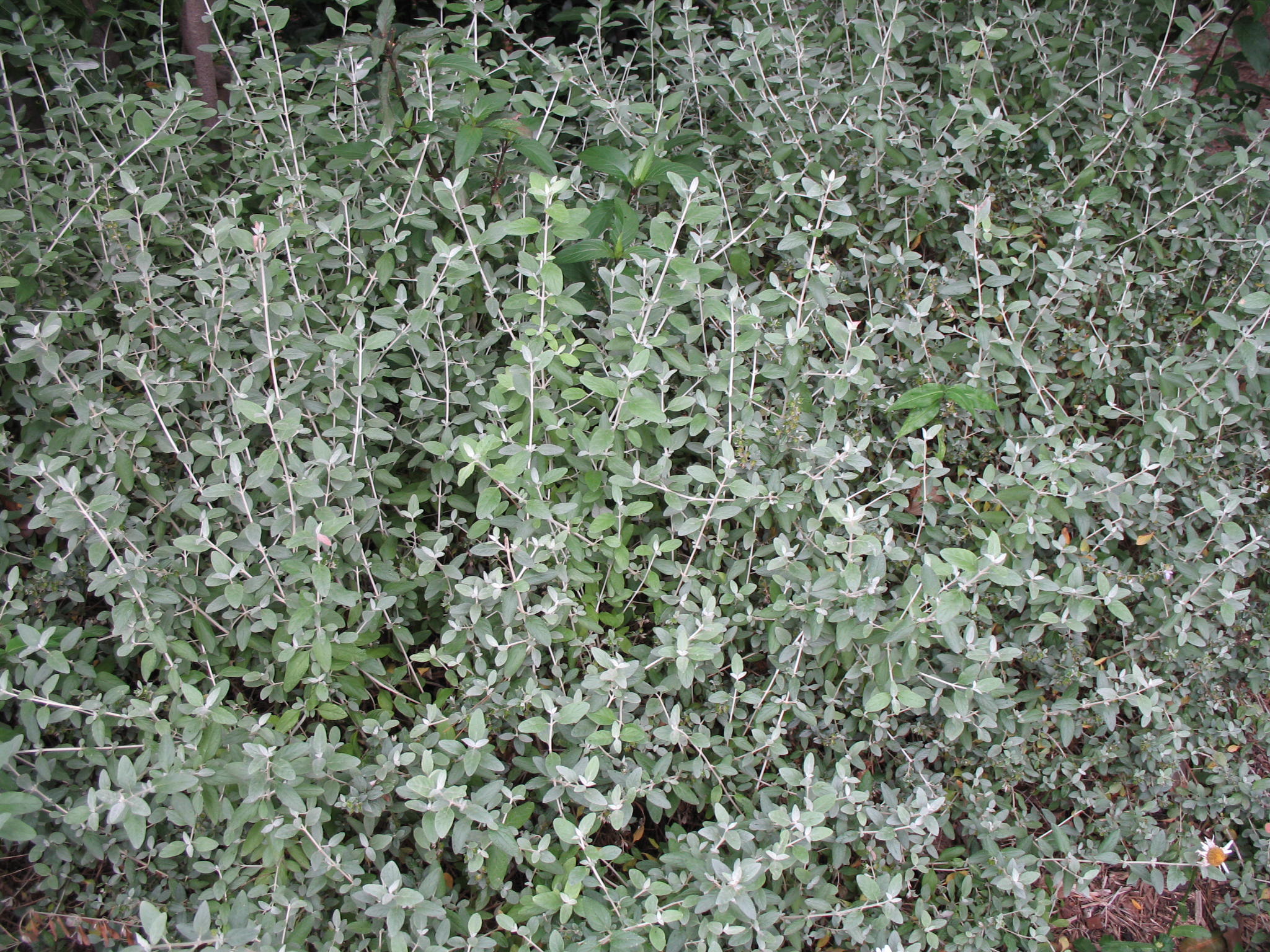 Teucrium species  / Teucrium species 