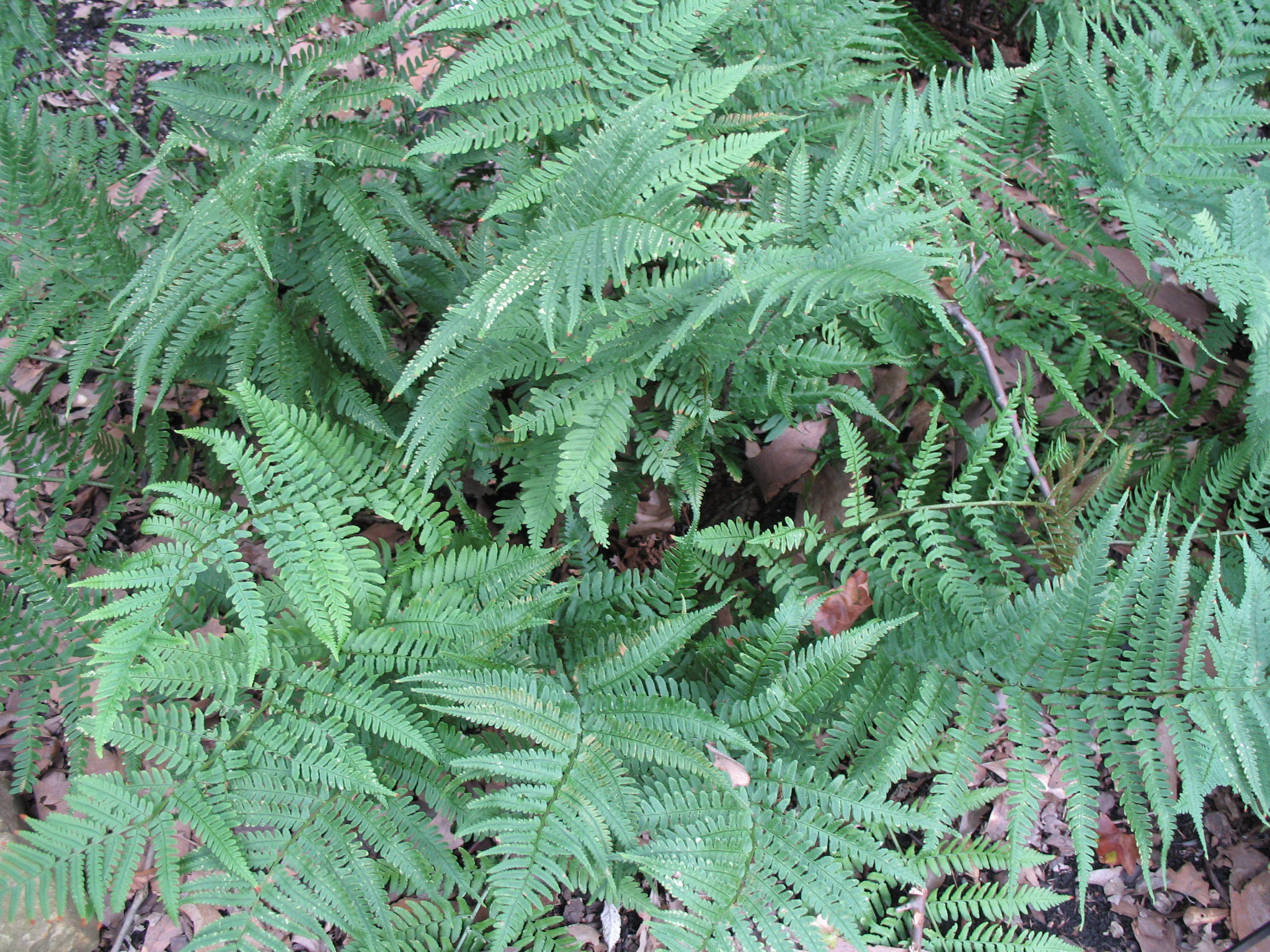 Thelypteris beddomei  / Korean Maiden Fern