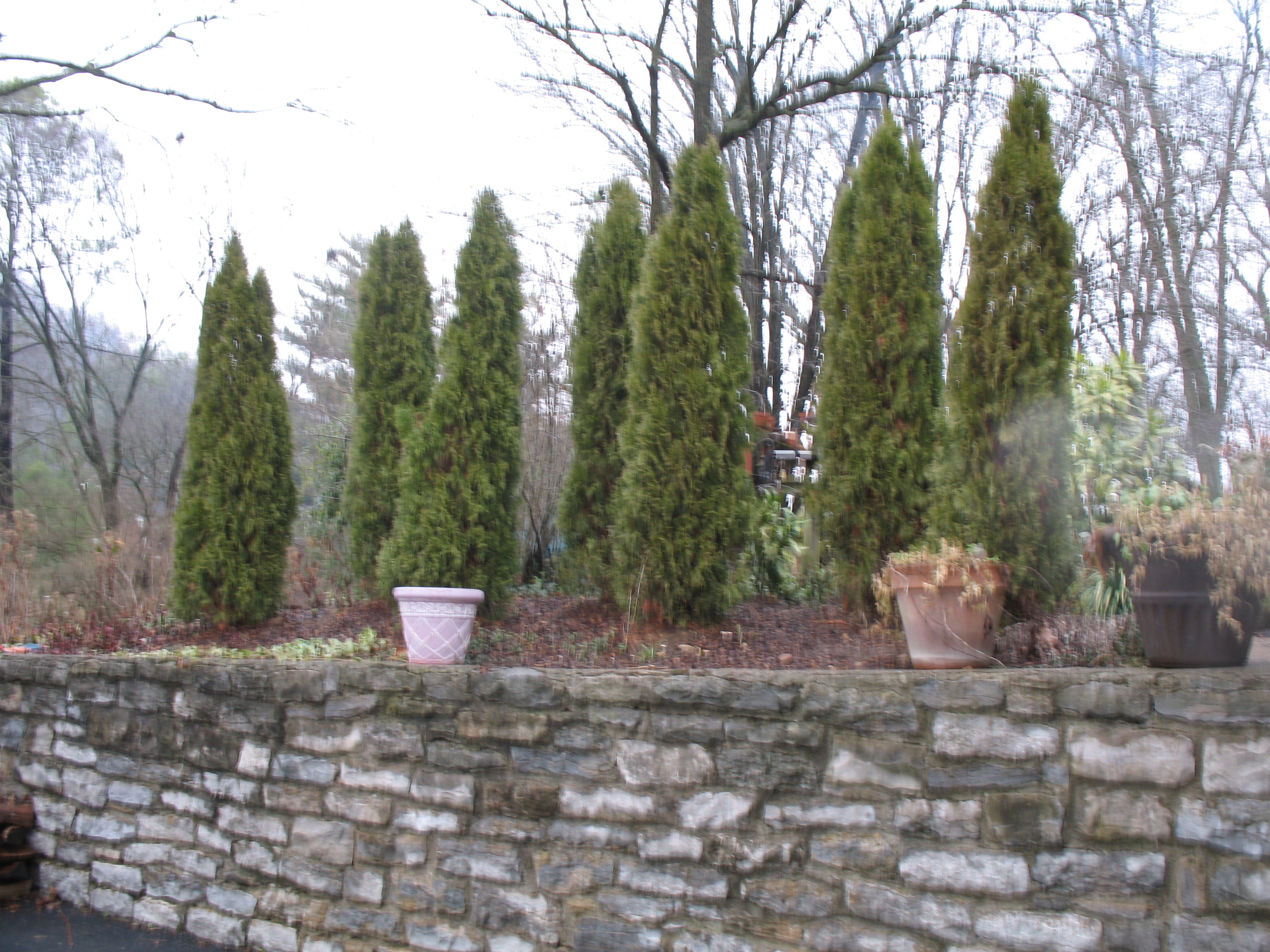 Thuja 'Emerald Green'  / Thuja 'Emerald Green' 