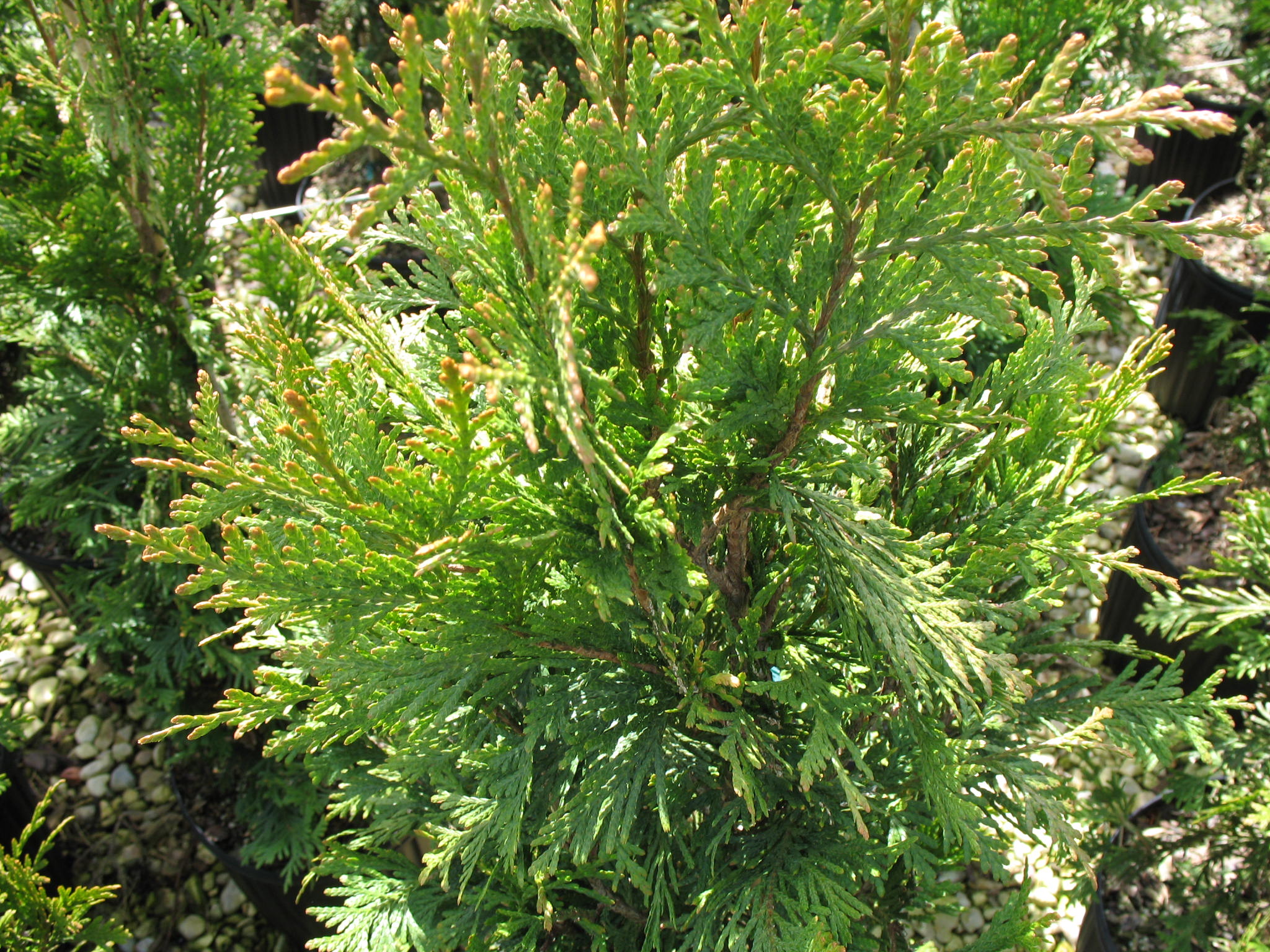 Thuja 'Green Giant' / Thuja 'Green Giant'