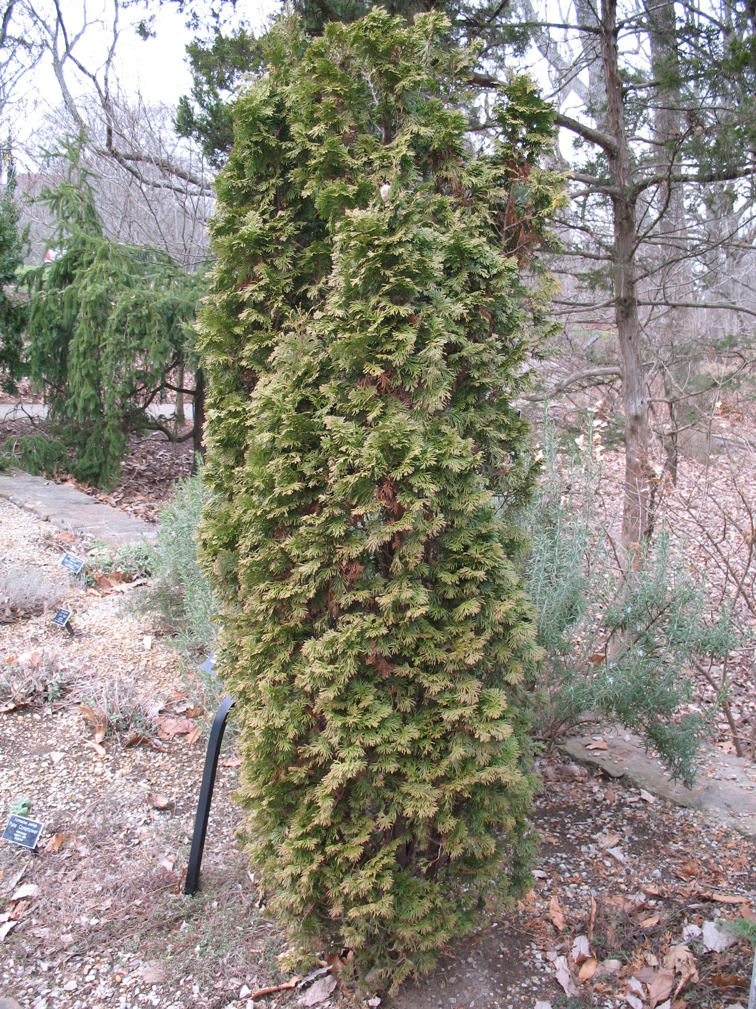 Thuja occidentalis 'Degroot's Spire'  / Thuja occidentalis 'Degroot's Spire' 