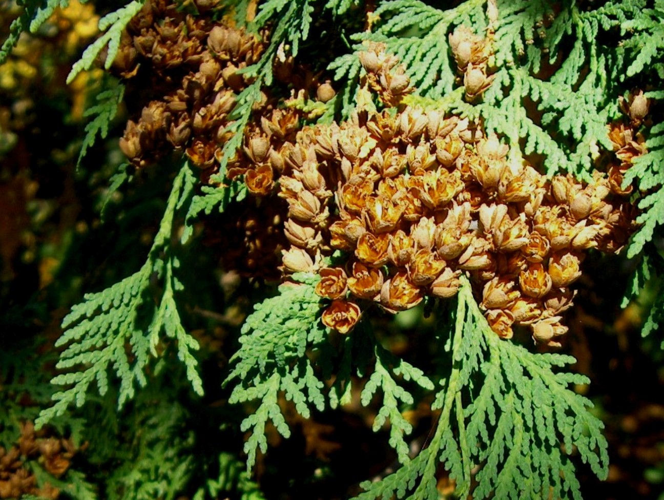 Thuja occidentalis 'Nigra'  / Thuja occidentalis 'Nigra' 