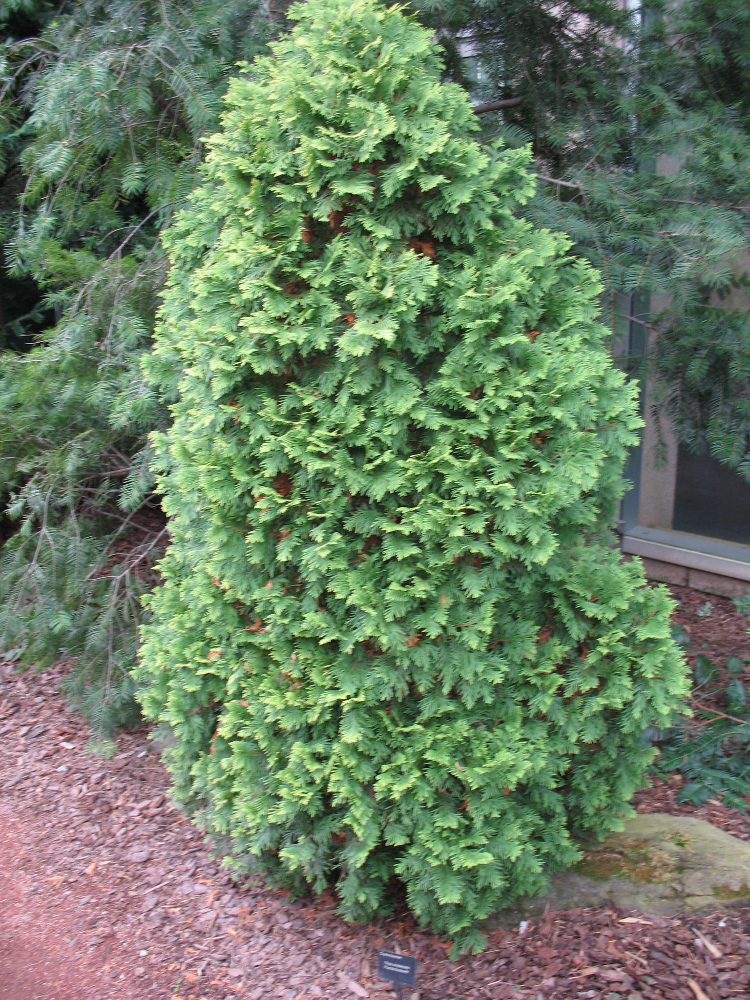 Thuja occidentalis 'Pumlia Sudworth'  / Sudworth Arborvitae