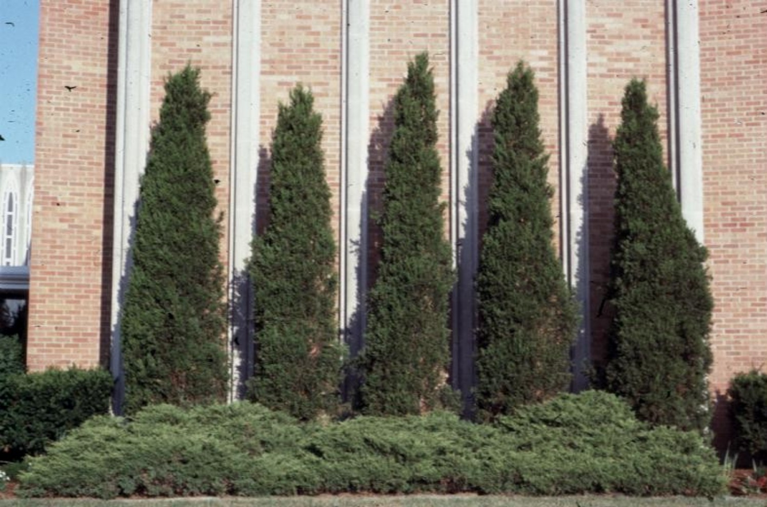 Thuja occidentalis 'Pyramidalis'  / Pyramidal Arborvitae