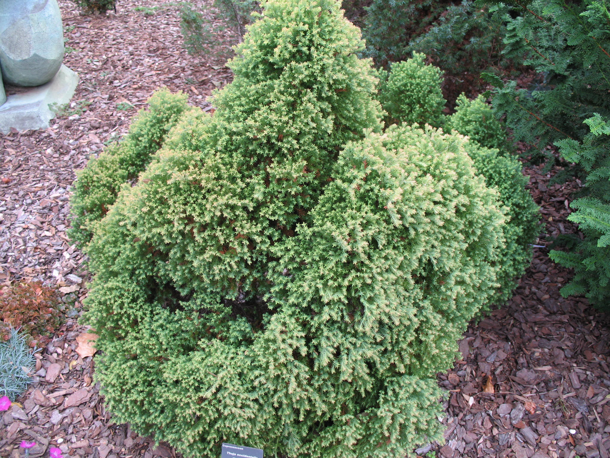 Thuja occidentalis 'Rheingold'  / Rheingold Arborvitae