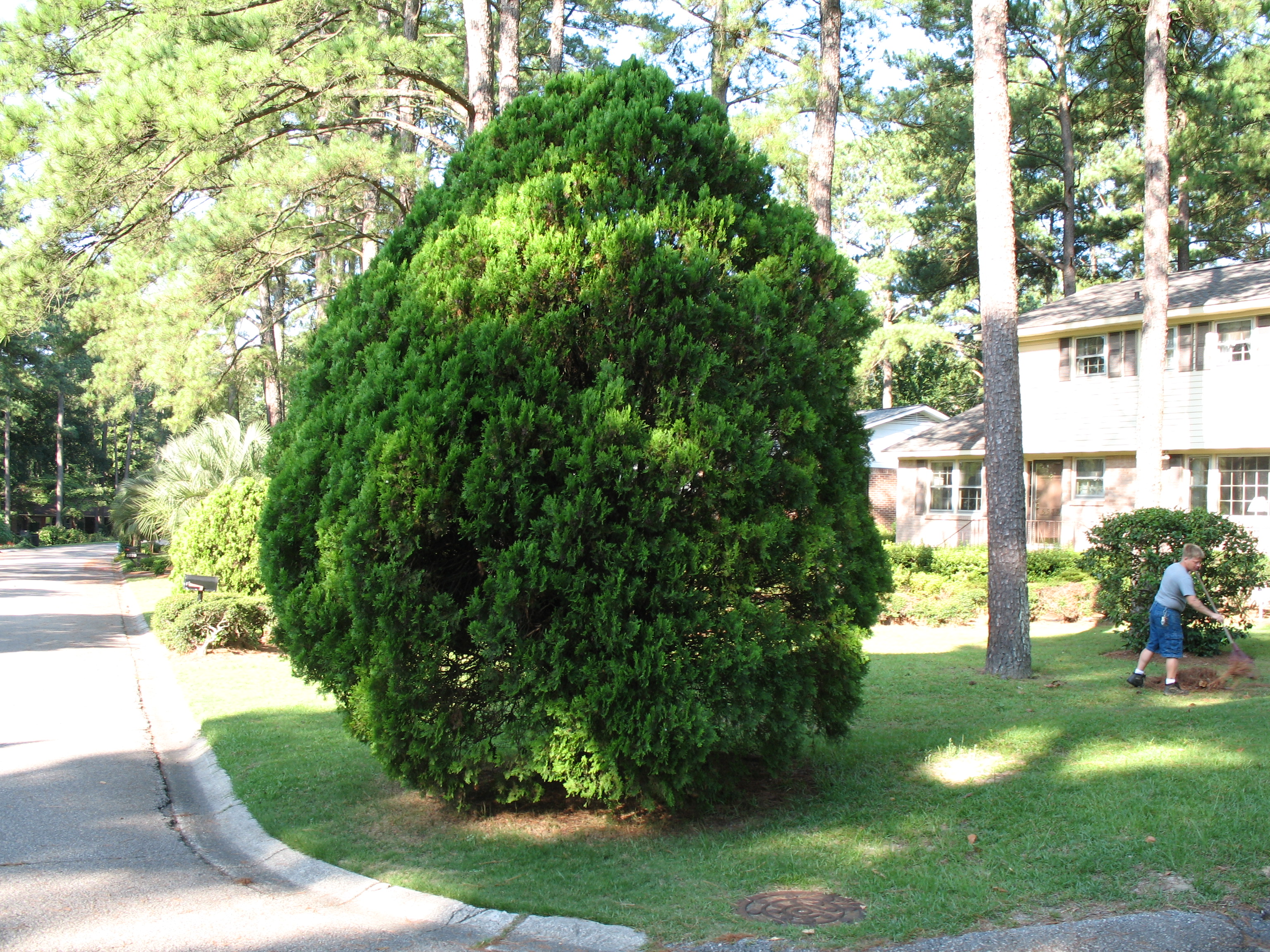 Thuja occidentalis  / Northern White Cedar