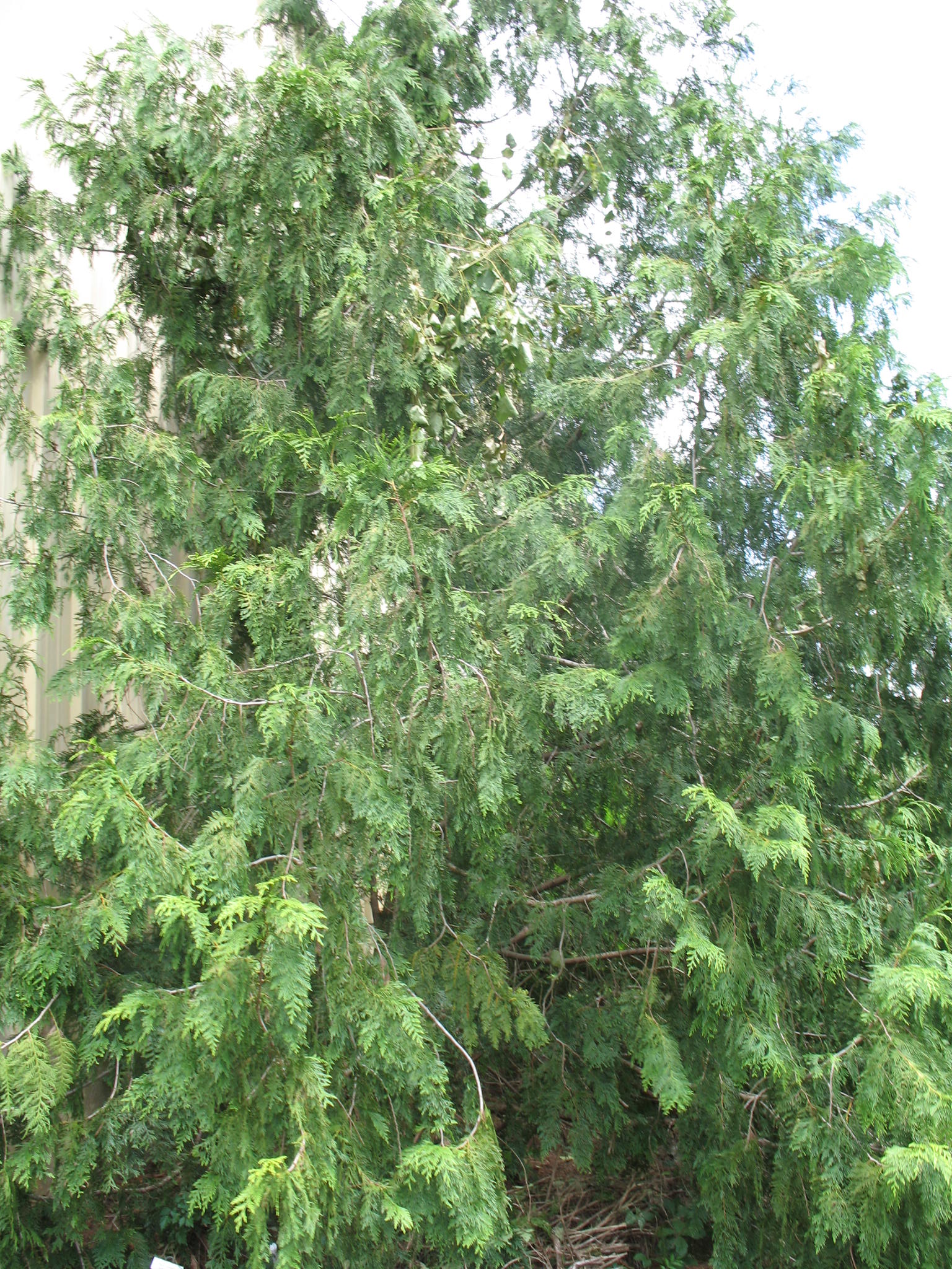 Thuja standishii  / Thuja standishii 