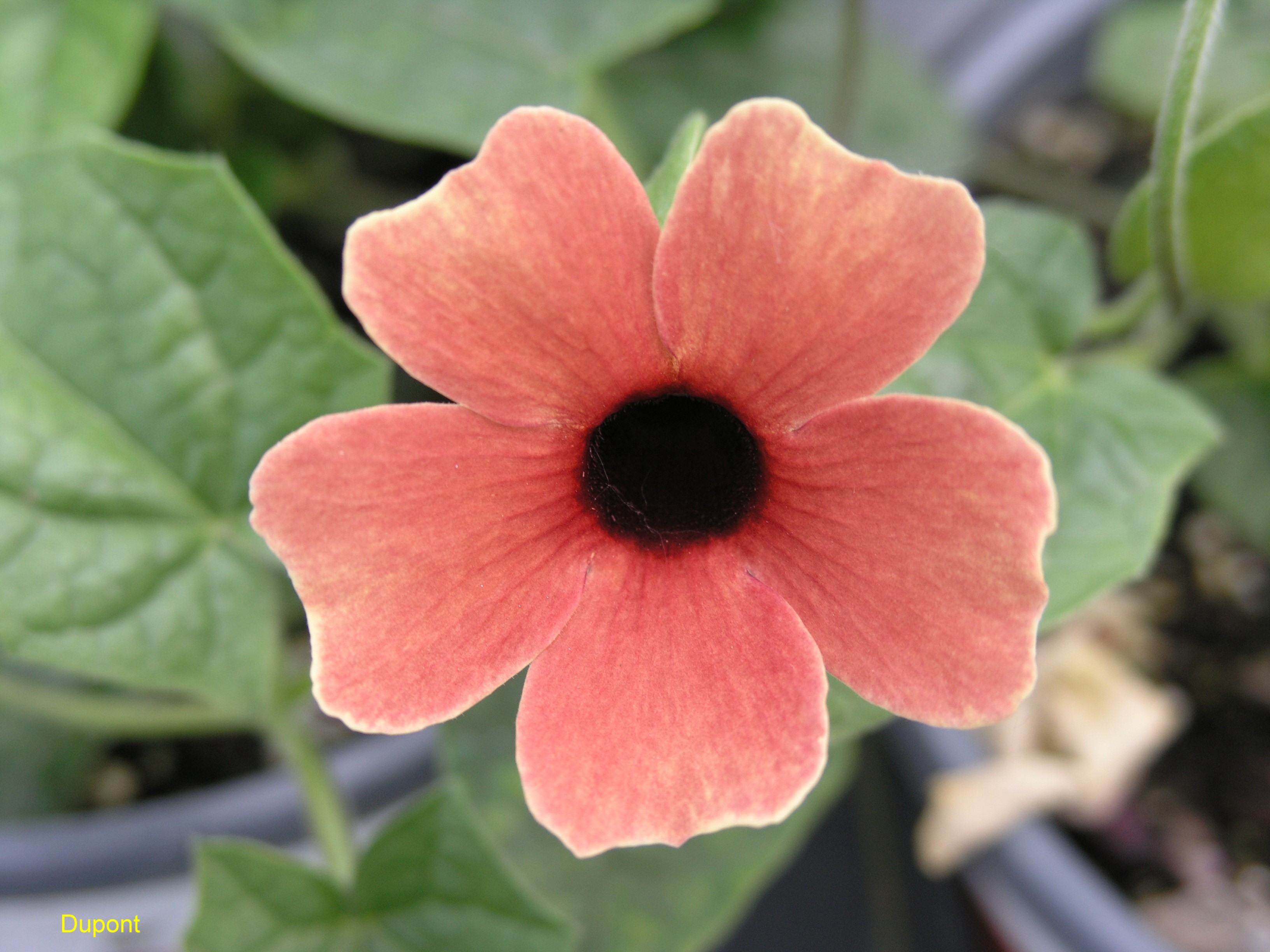 Thunbergia 'African Sunset' / Black-Eyed Susan Vine