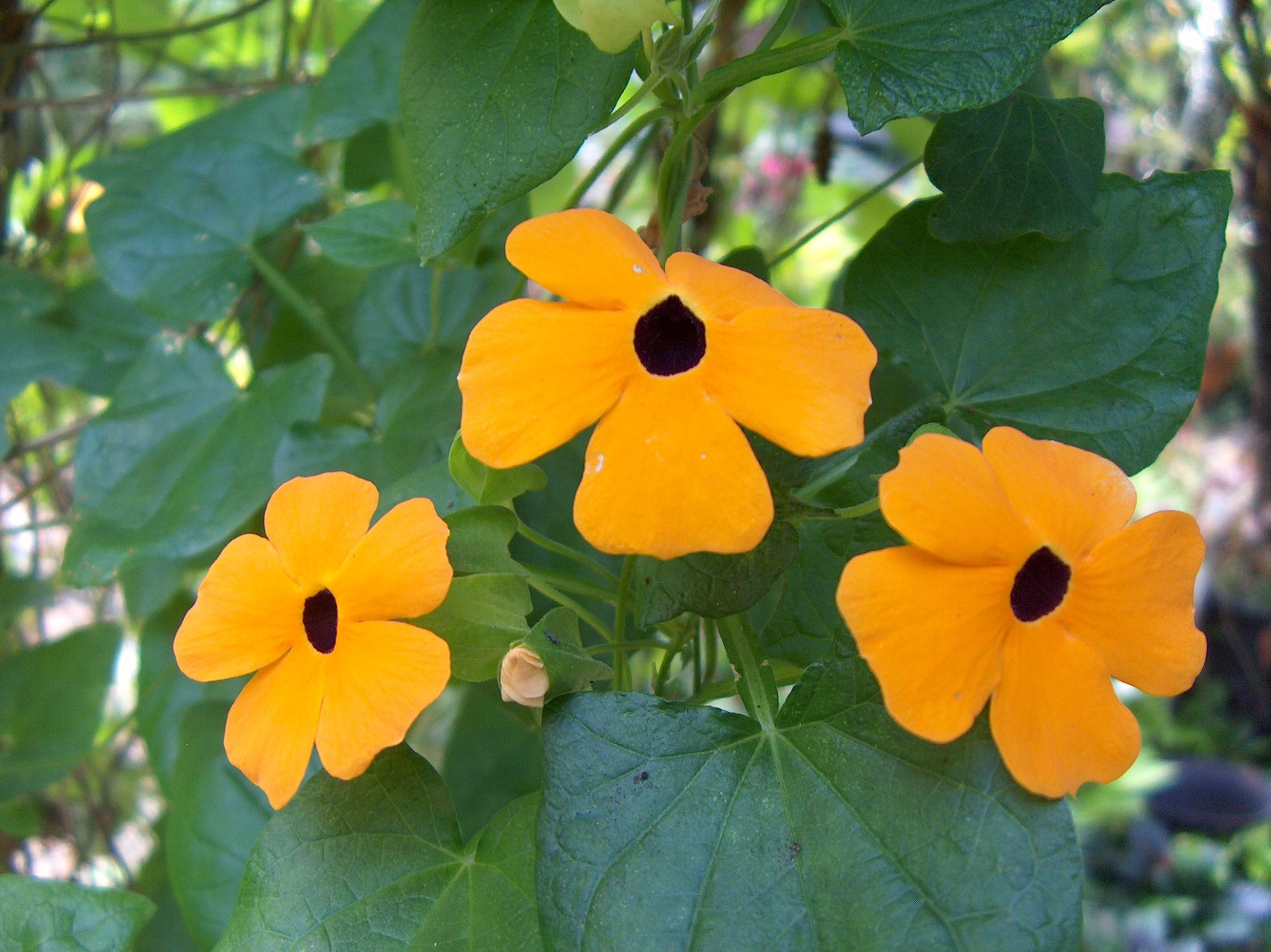 Thunbergia alata / Black-Eyed Susan Vine