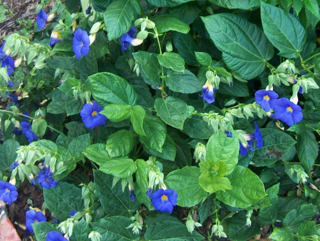 Thunbergia battiscombe 'Blue Glory'  / Blue Glory Thunbergia