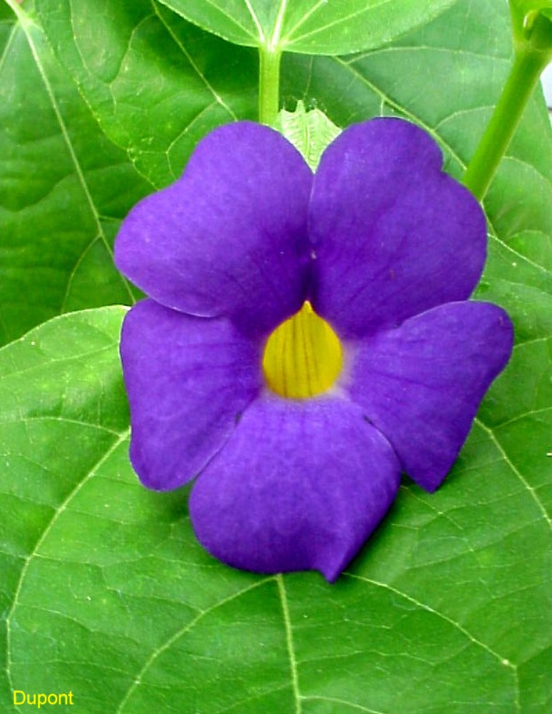 Thunbergia battiscombei / Mercer Blue Thunbergia