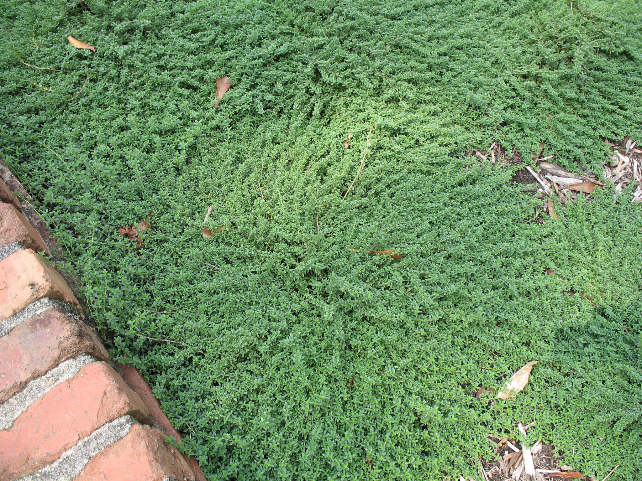 Thymus praecox arcticus   / Creeping Pink Thyme