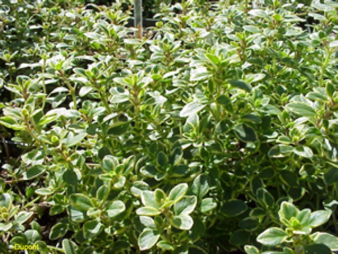 Thymus vulgaris 'Variegated Lemon'  / Variegated Lemon Thyme