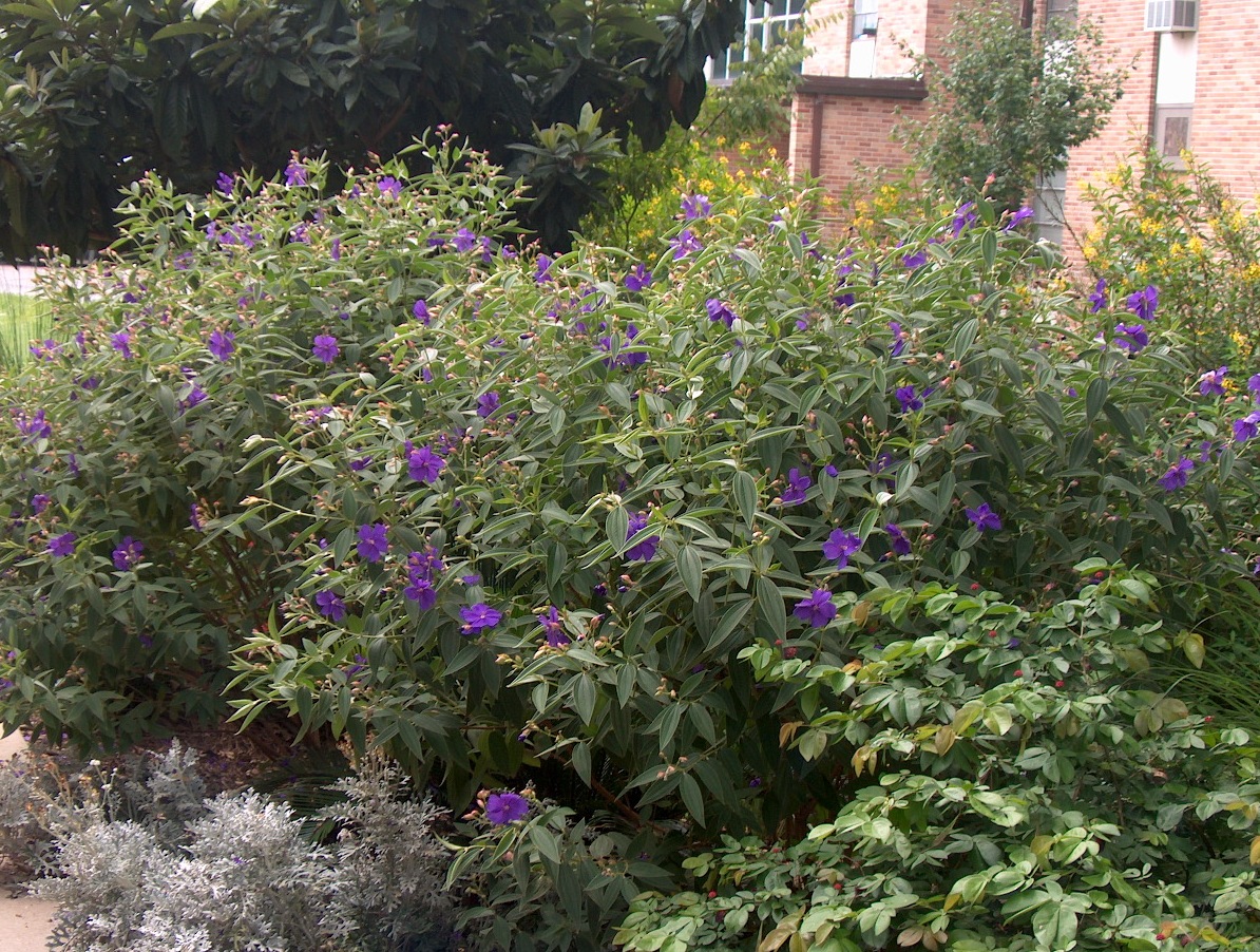 Tibouchina urvilleana / Tibouchina urvilleana