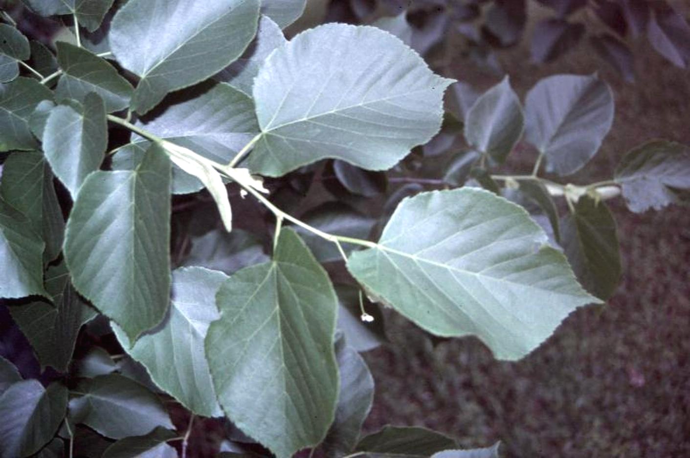 Tilia americana / Tilia americana