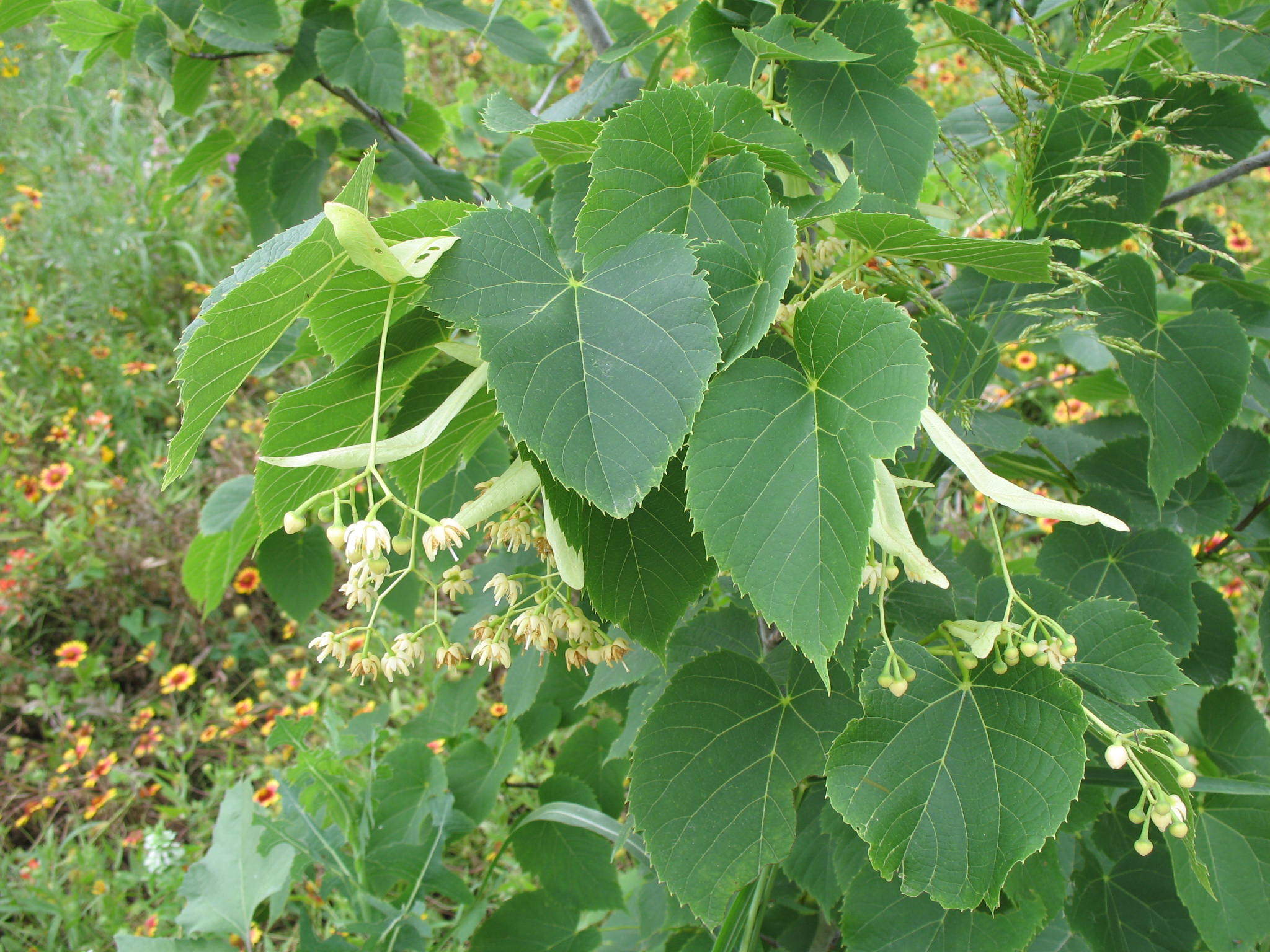 Tilia caroliniana  / Carolina Basswood