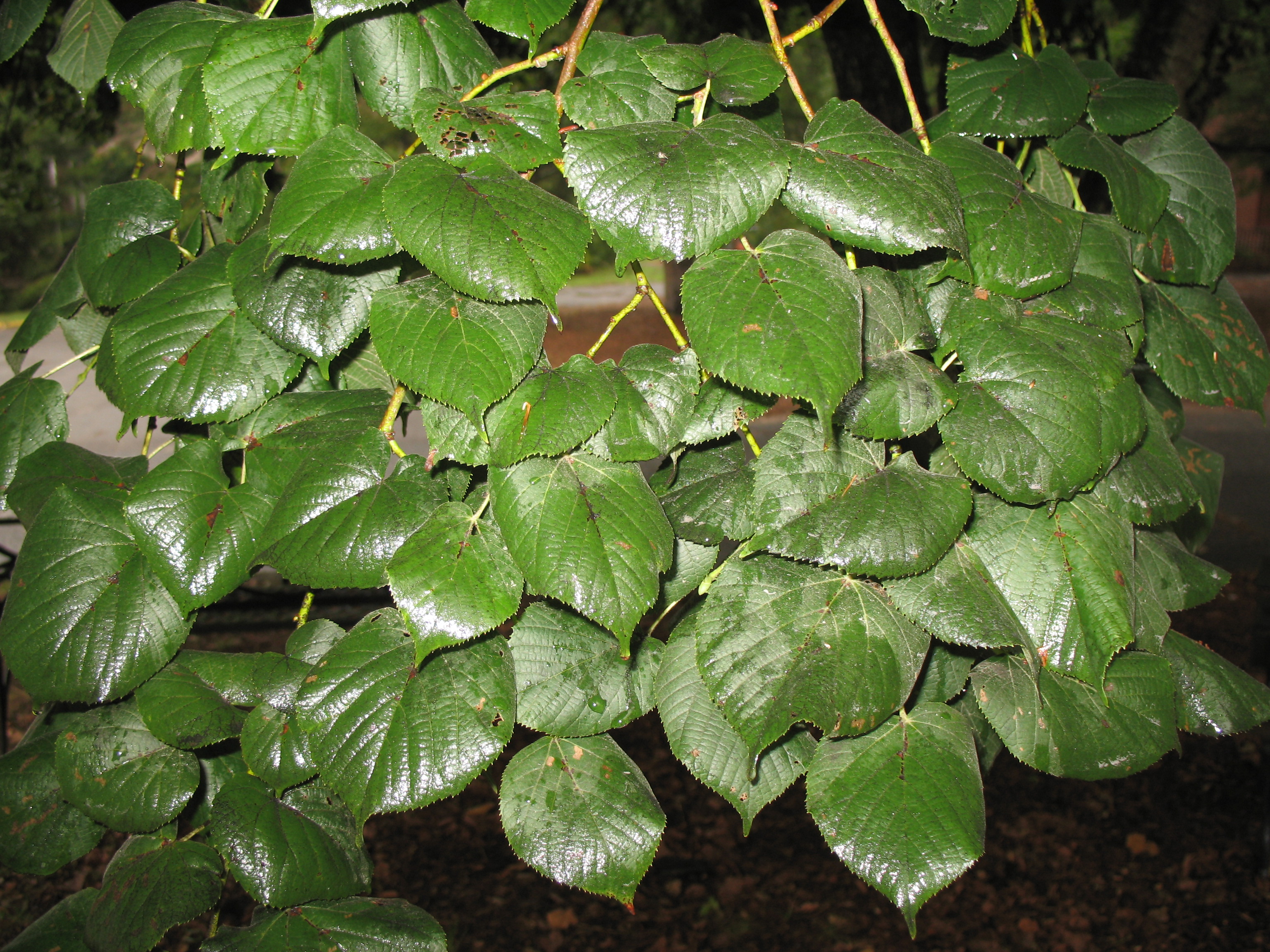 Tilia cordata / Tilia cordata