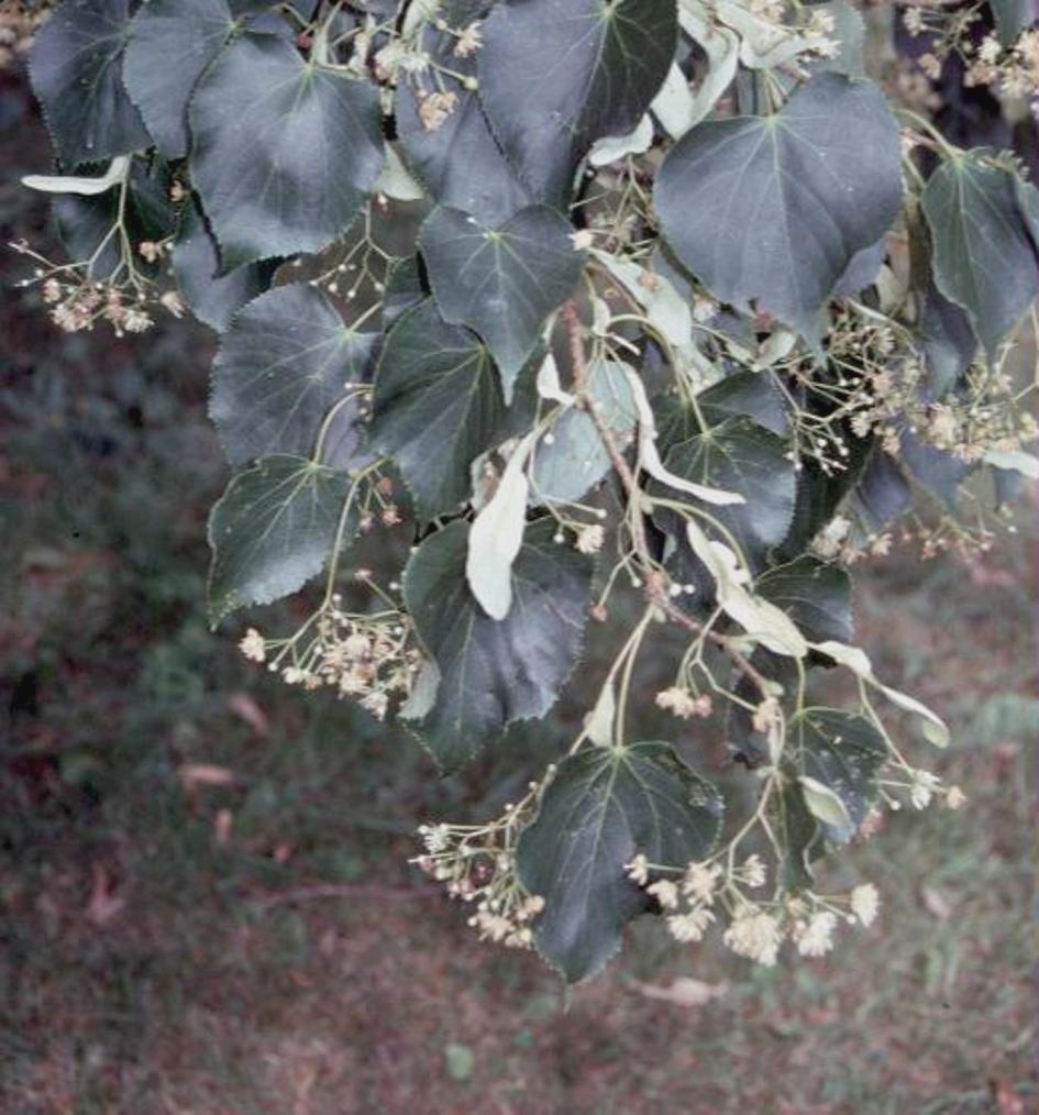 Tilia dasyslyla  / Tilia dasyslyla 