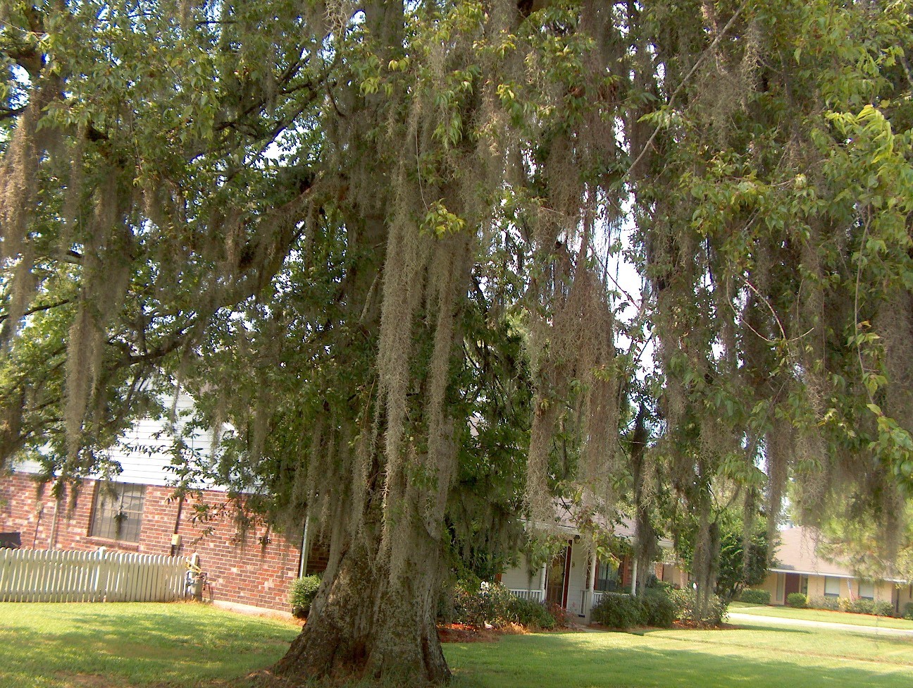 Tillandsia usneoides / Spanish Moss