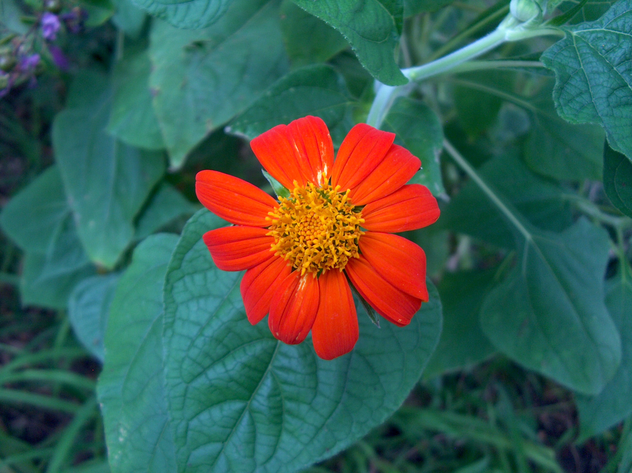 Tithonia rotundiflora / Mexican Sunflower