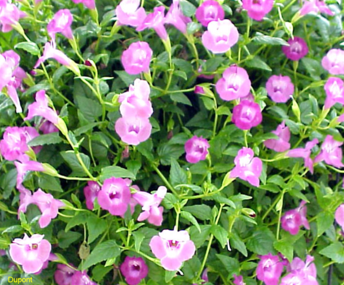 Torenia 'Summer Wave Amethyst' / Hybrid Wishbone Flower