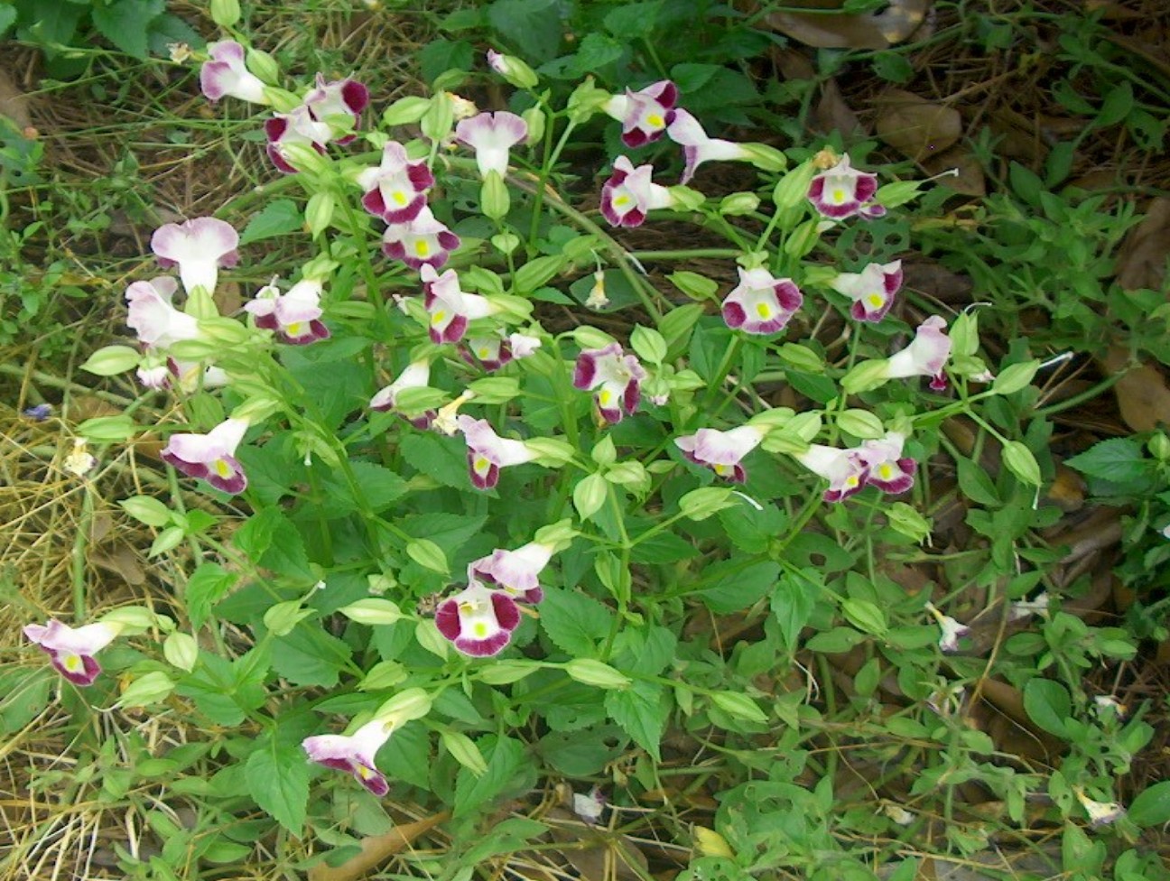 Torenia fournieri / Torenia