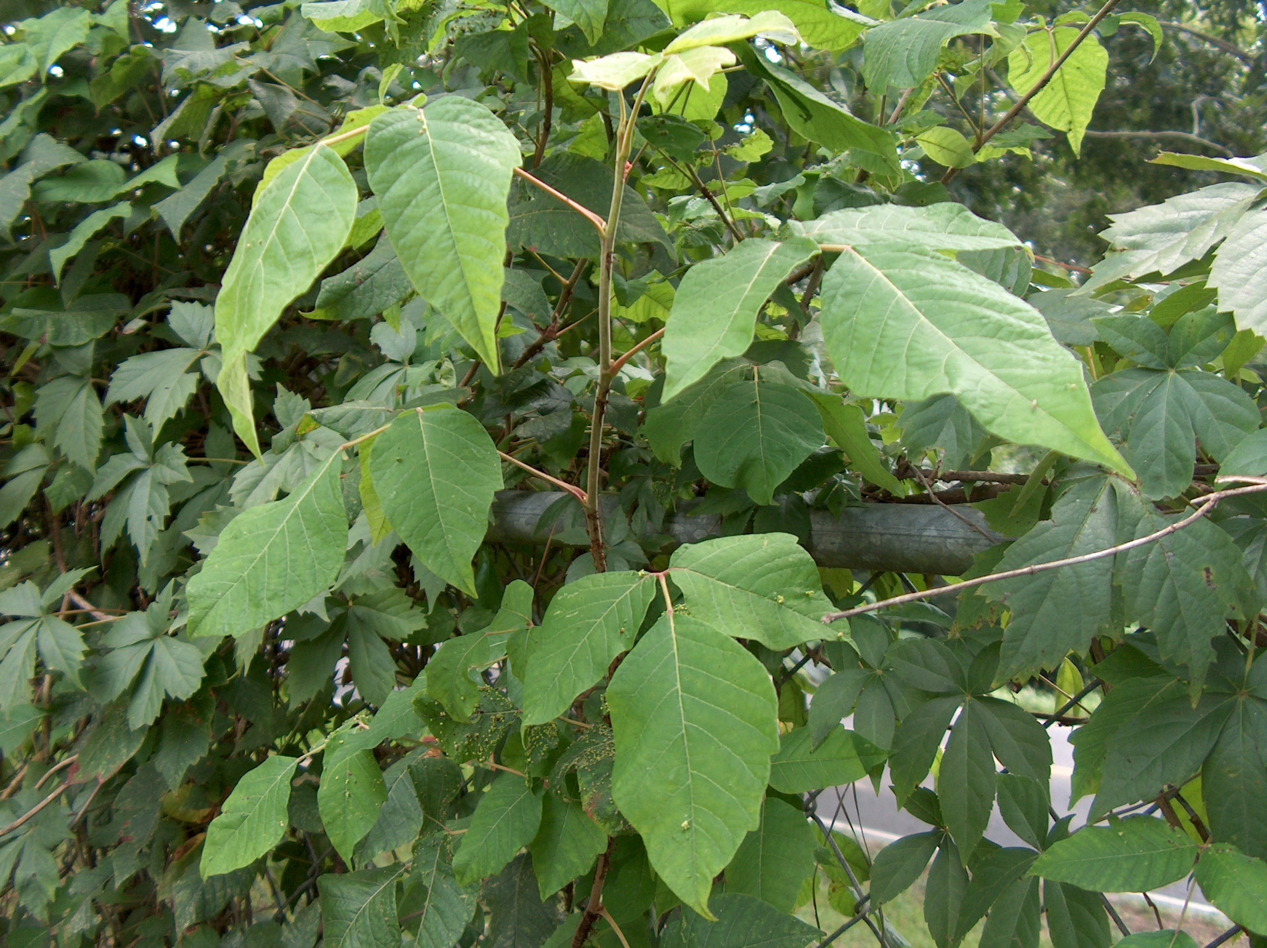 Toxicodendron radicans / Poison Ivy
