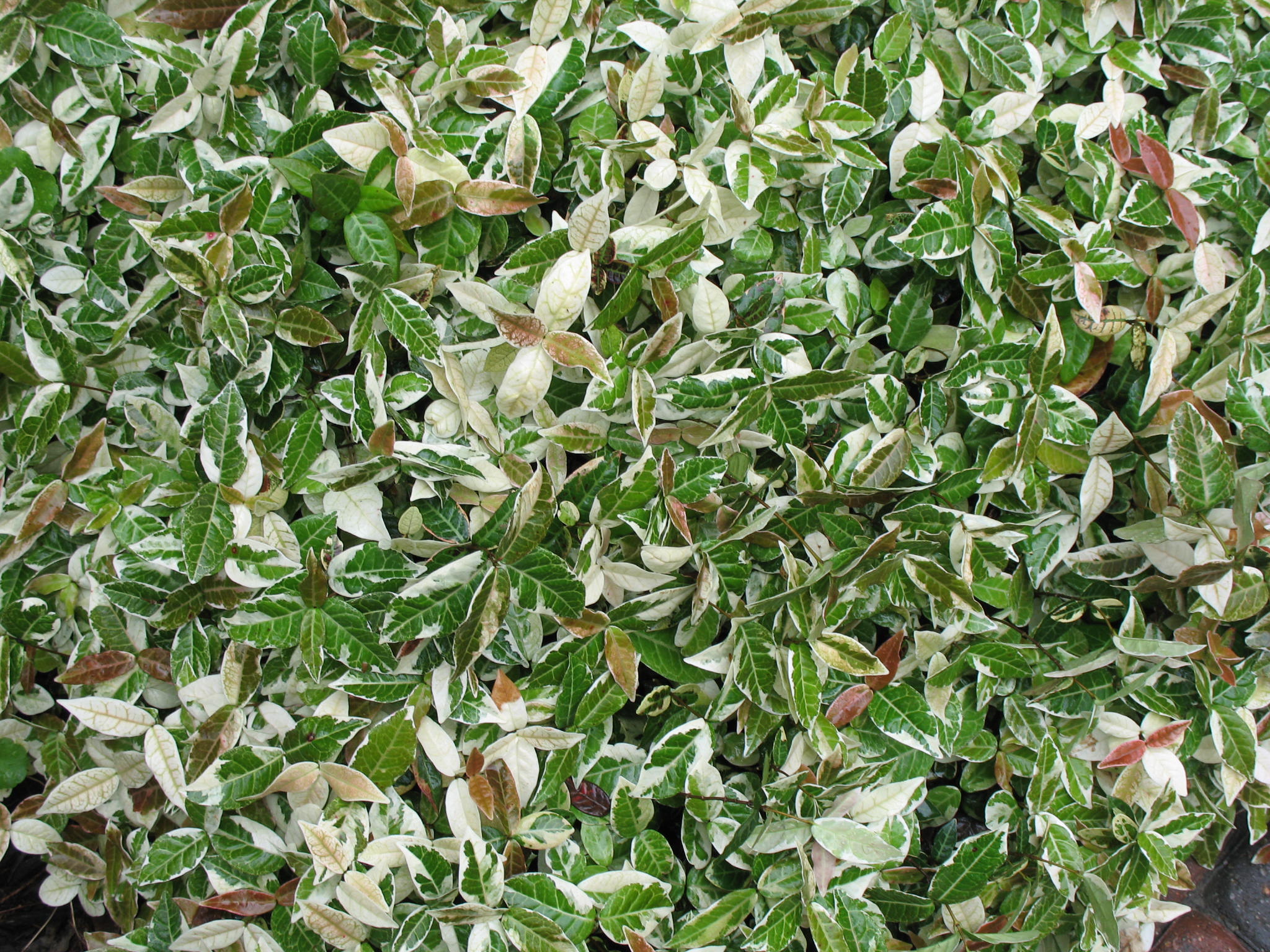 Trachelospermum asiaticum 'Tricolor'  / Variegated Asiatic Jasmine