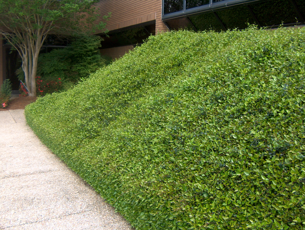 asian jasmine ground cover