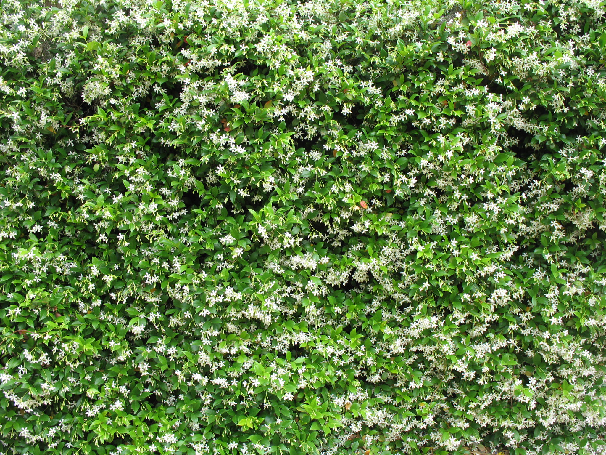 Trachelospermum jasminoides / Confederate Jasmine
