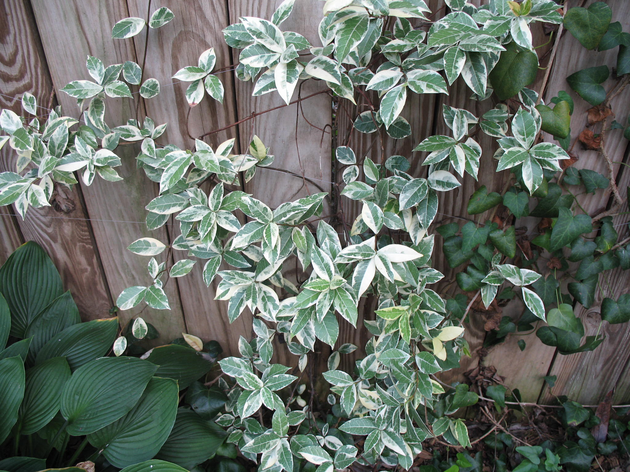 Trachelospermum jasminoides 'Variegata'  / Variegated Confederate Jasmine