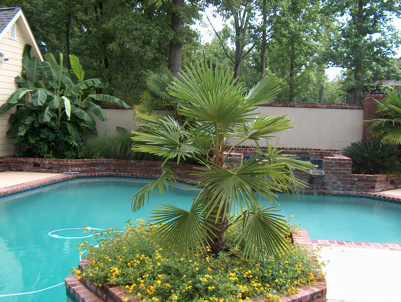 Trachycarpus fortunei / Windmill Palm