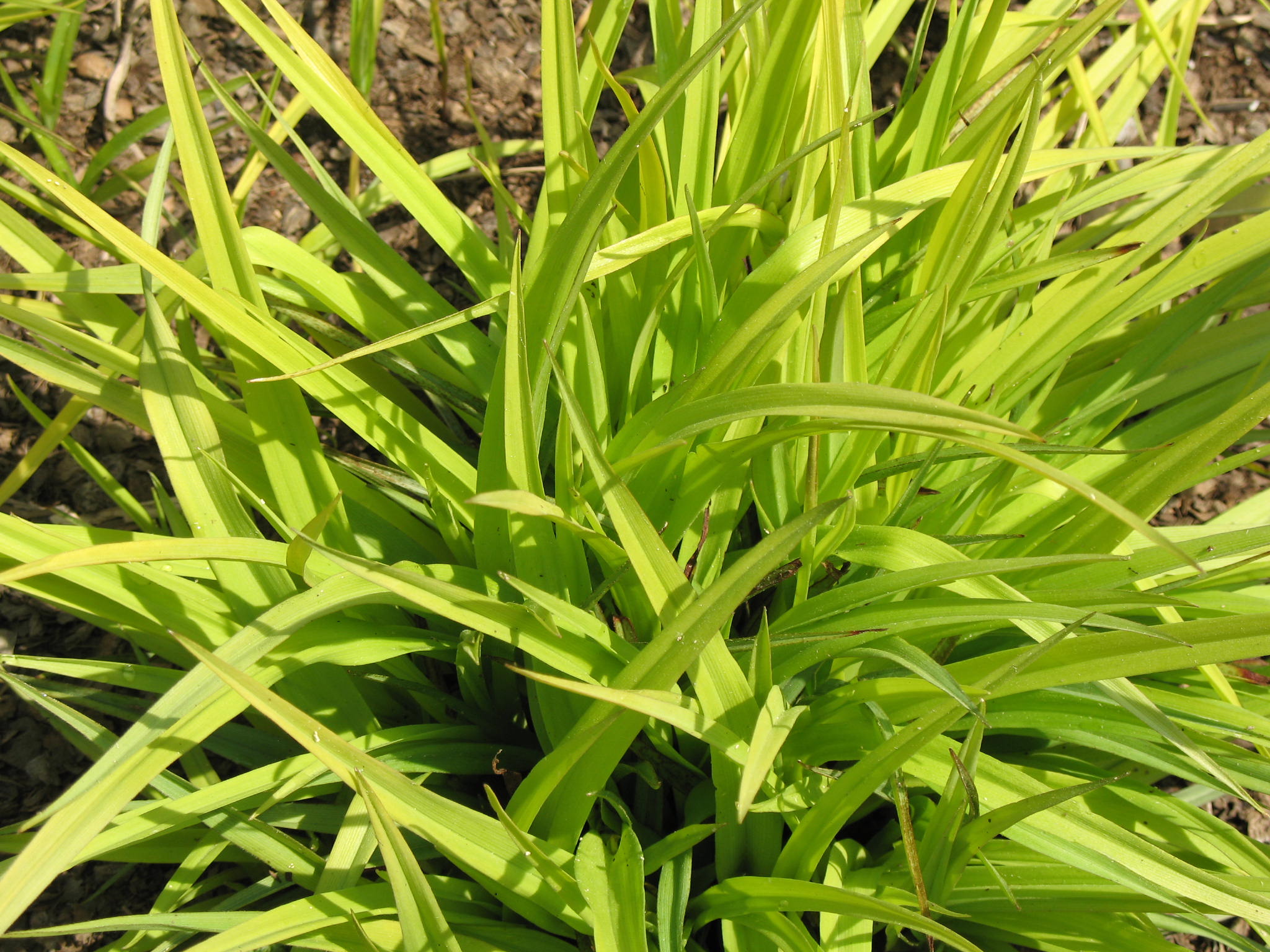 Tradescantia 'Sweet Kate' / Tradescantia 'Sweet Kate'