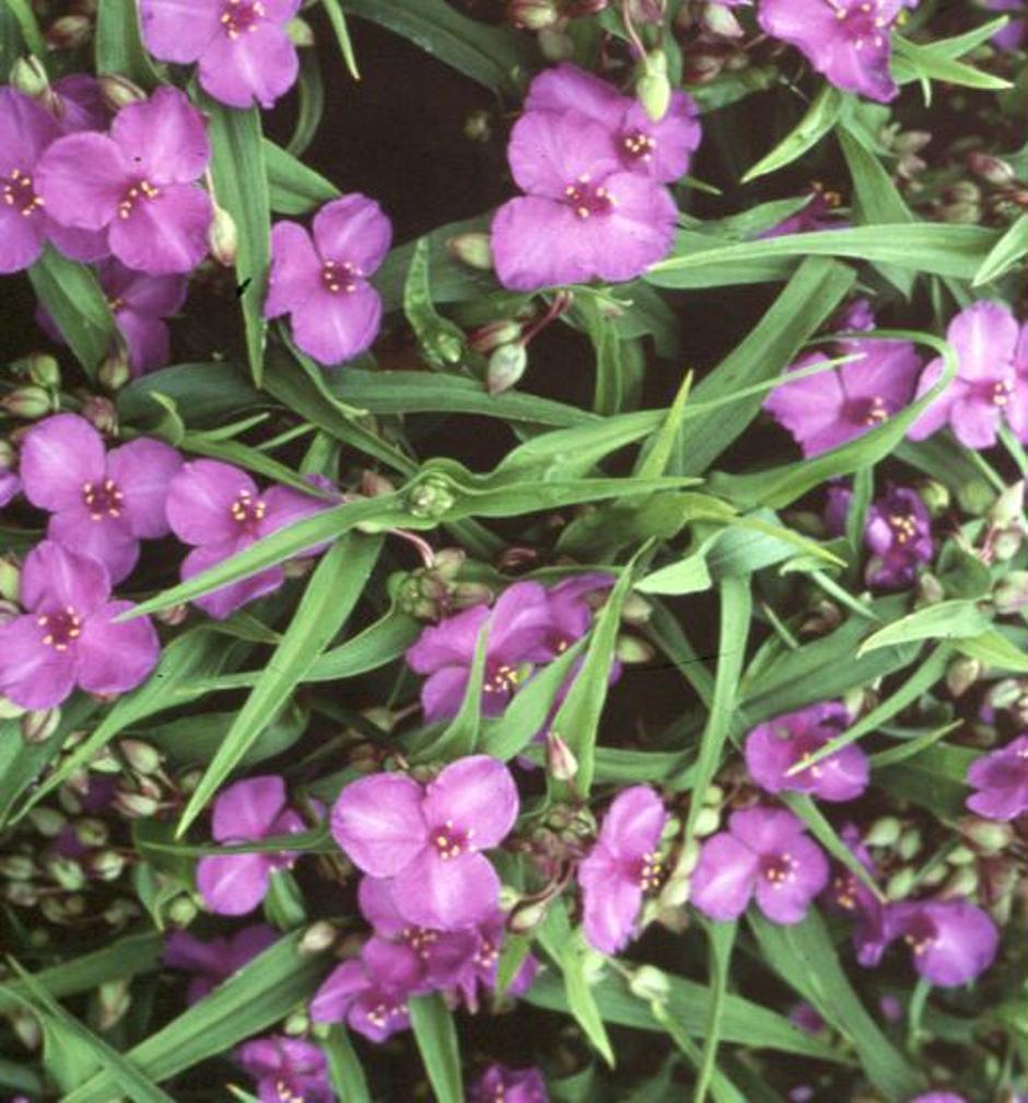 Tradescantia species  / Spider Wort