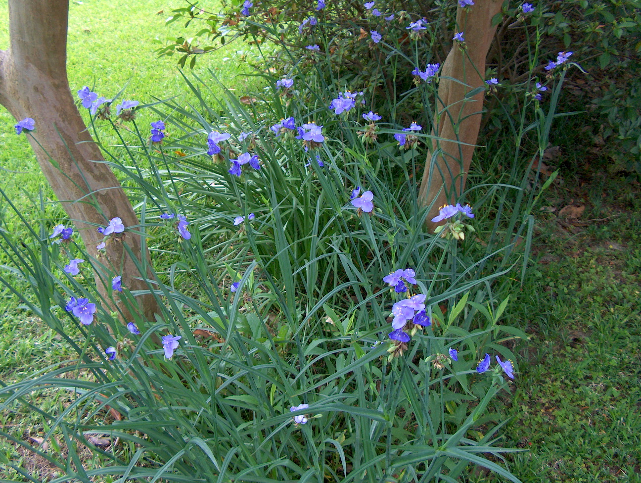 Tradescantia virginiana  / Spiderwort